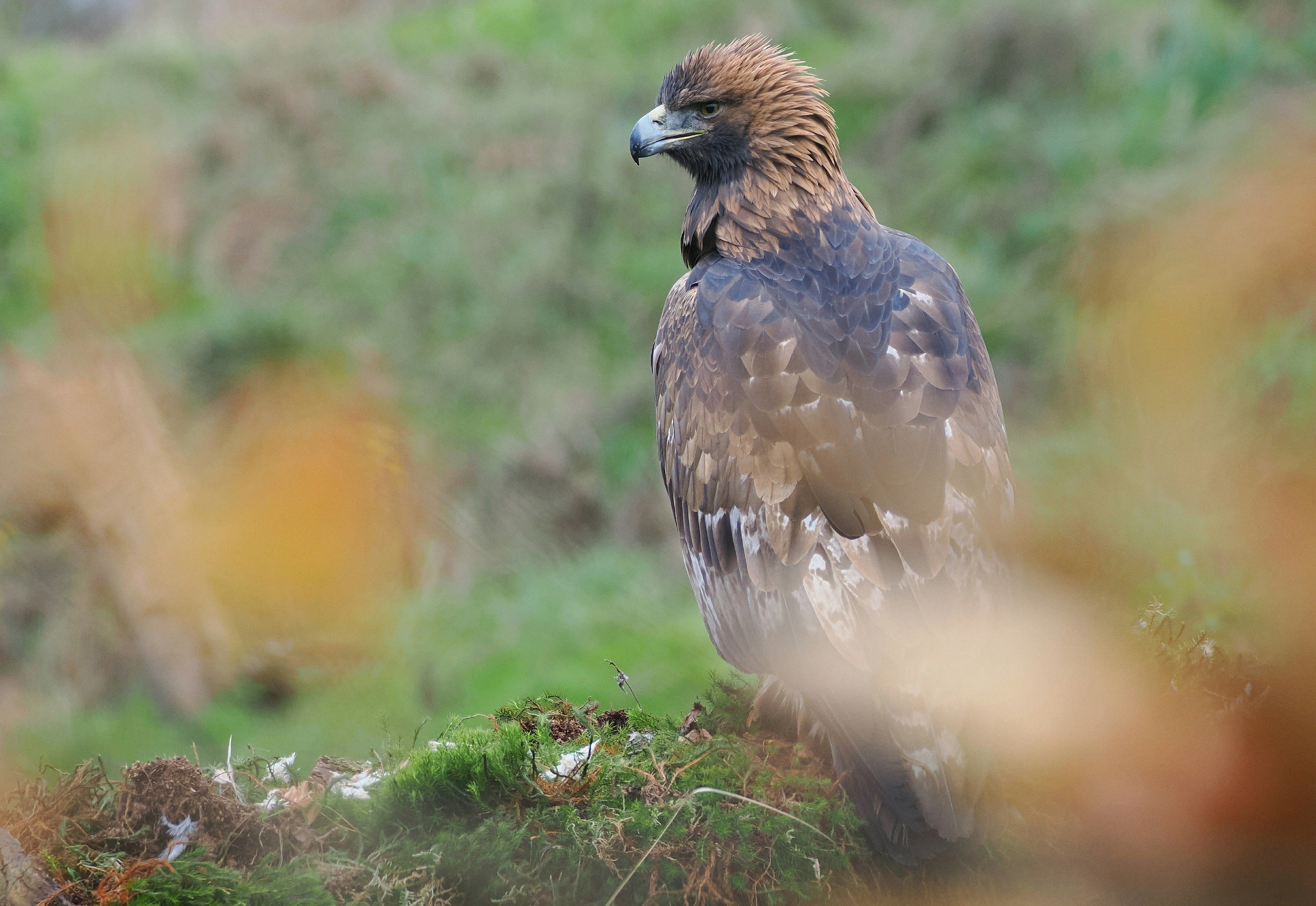 A golden eagle stands on grassy ground.