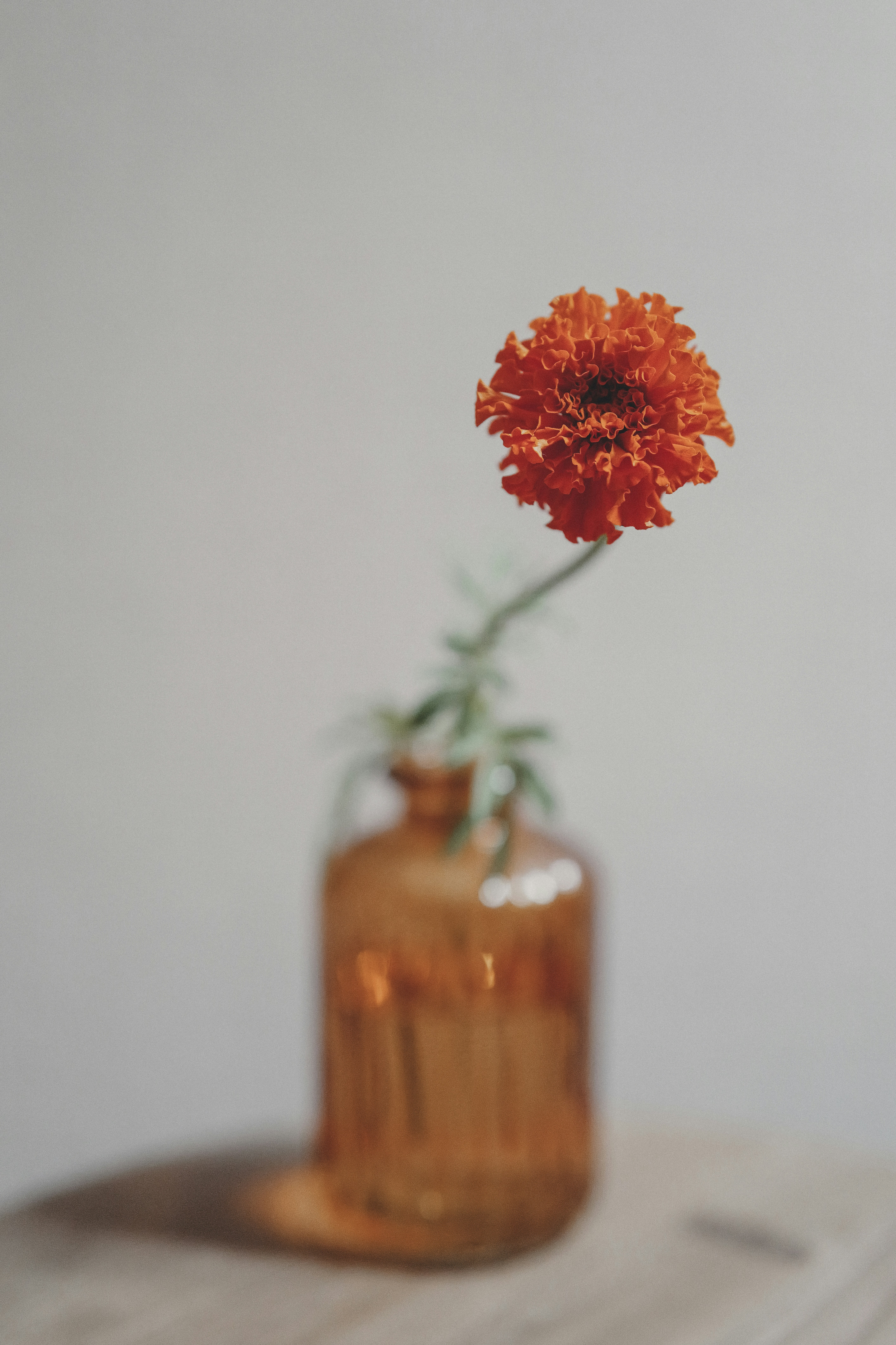 Orange marigold flower in amber glass vase