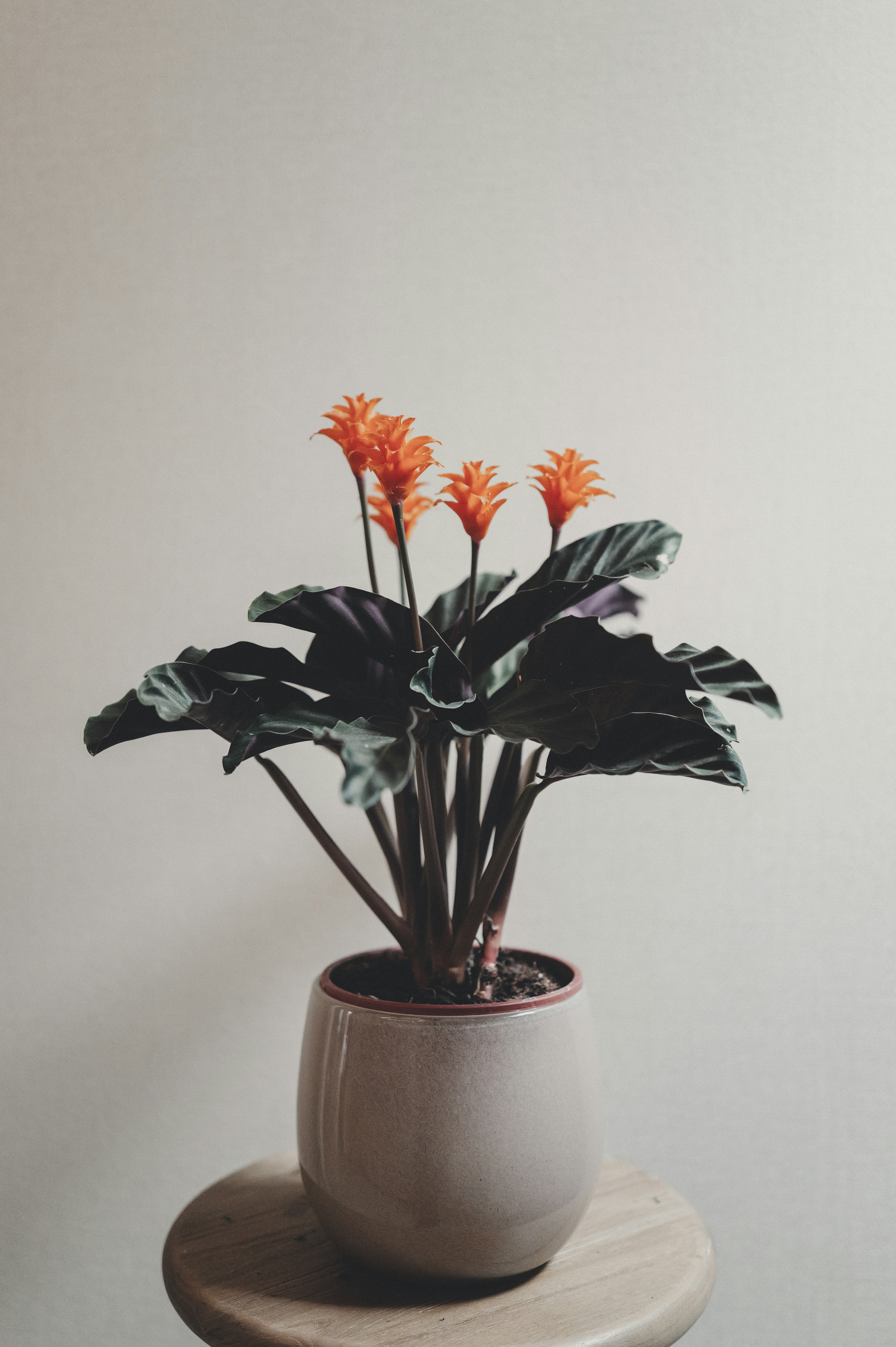 A potted plant with vibrant orange flowers and dark leaves.
