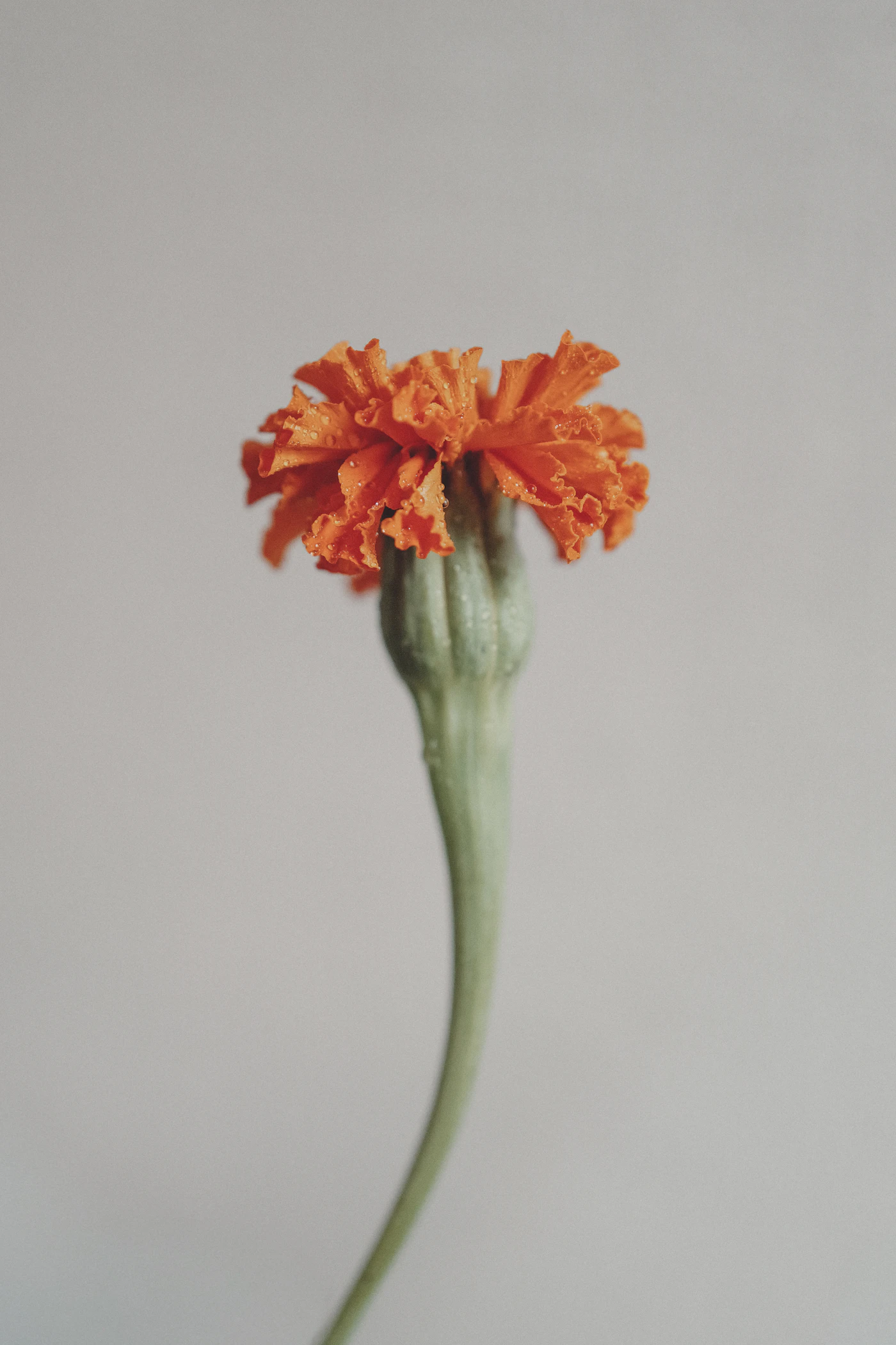 Banti Marigold