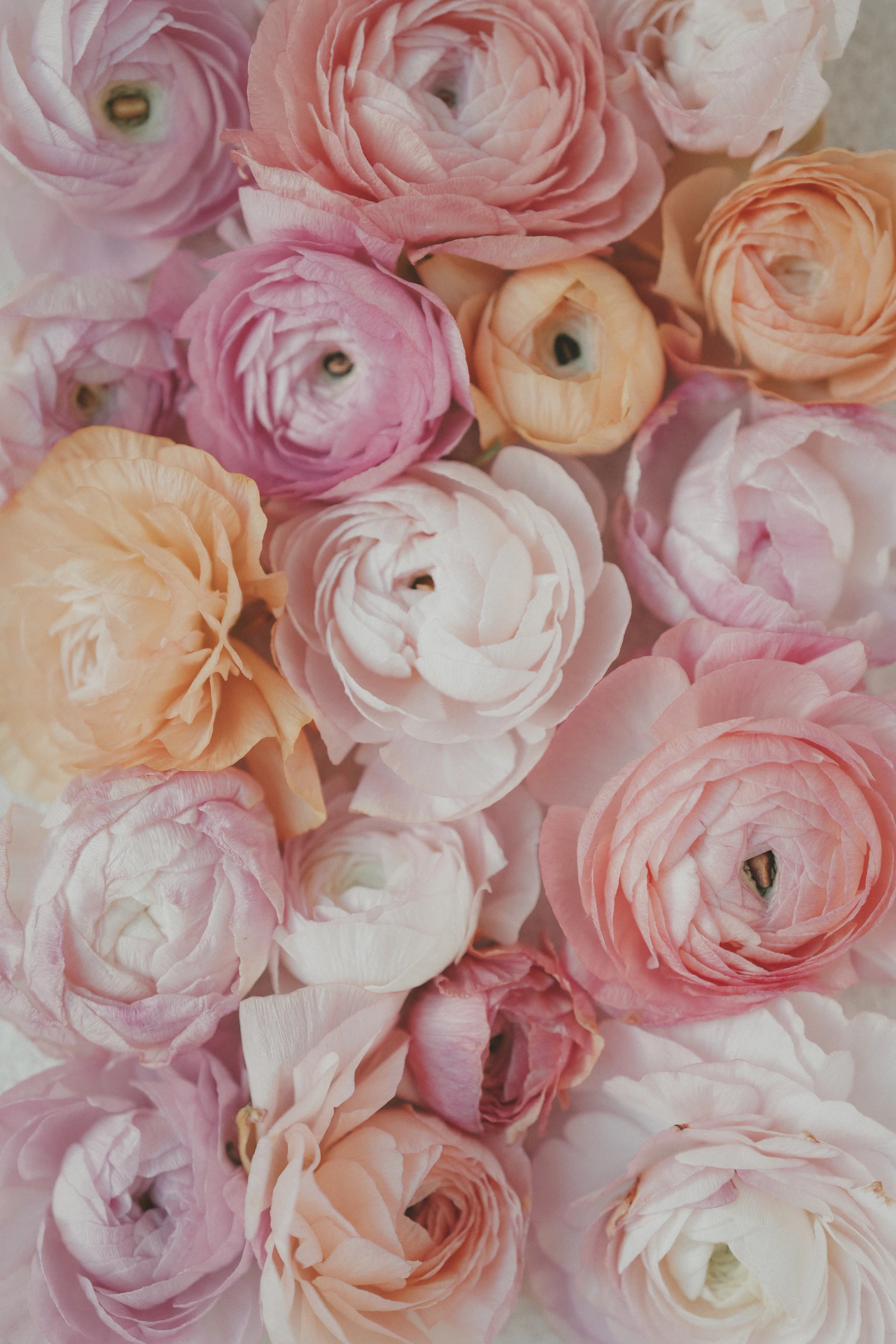 Soft pink and peach ranunculus flowers arranged edge to edge