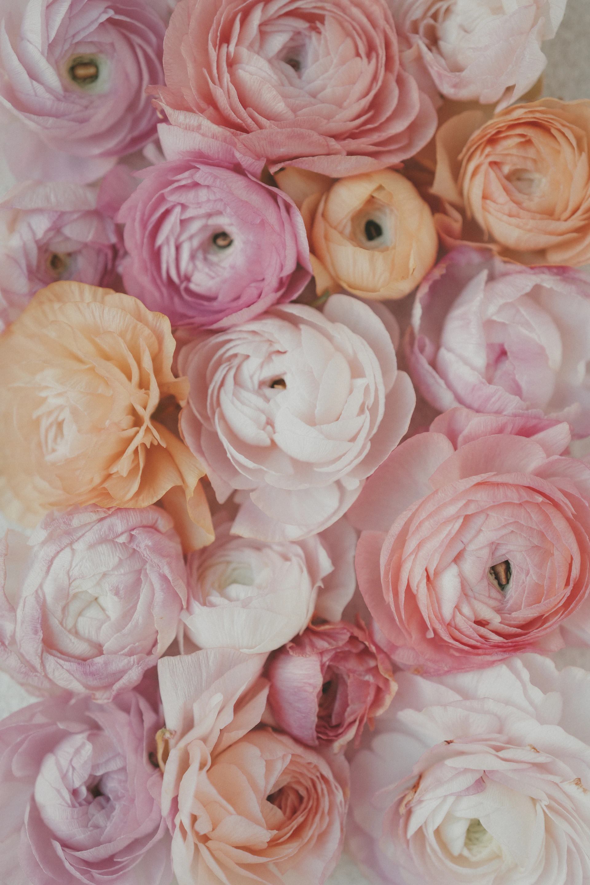 A collection of soft pink and peach ranunculus flowers.