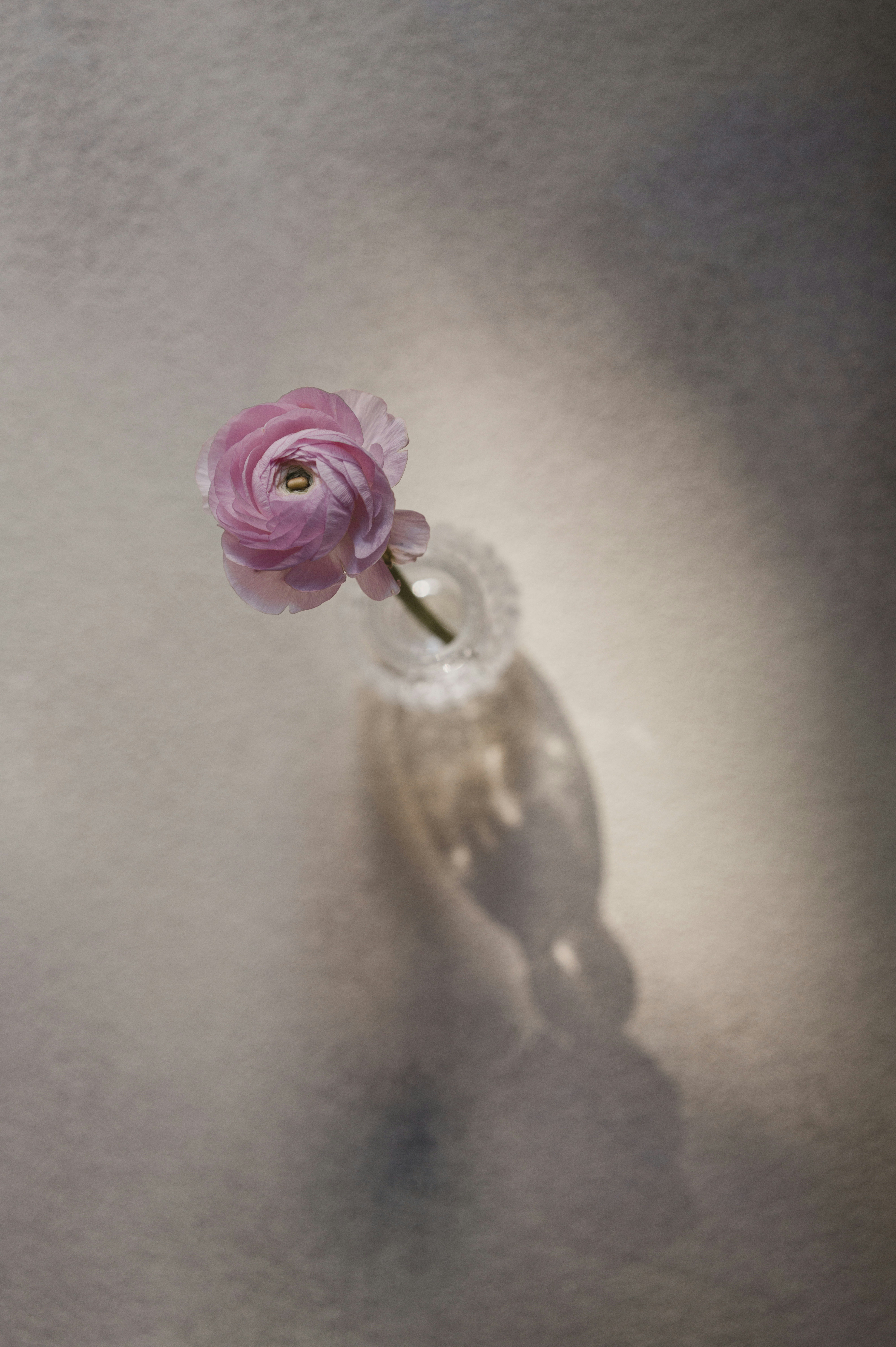 A single pink ranunculus flower in a glass vase.