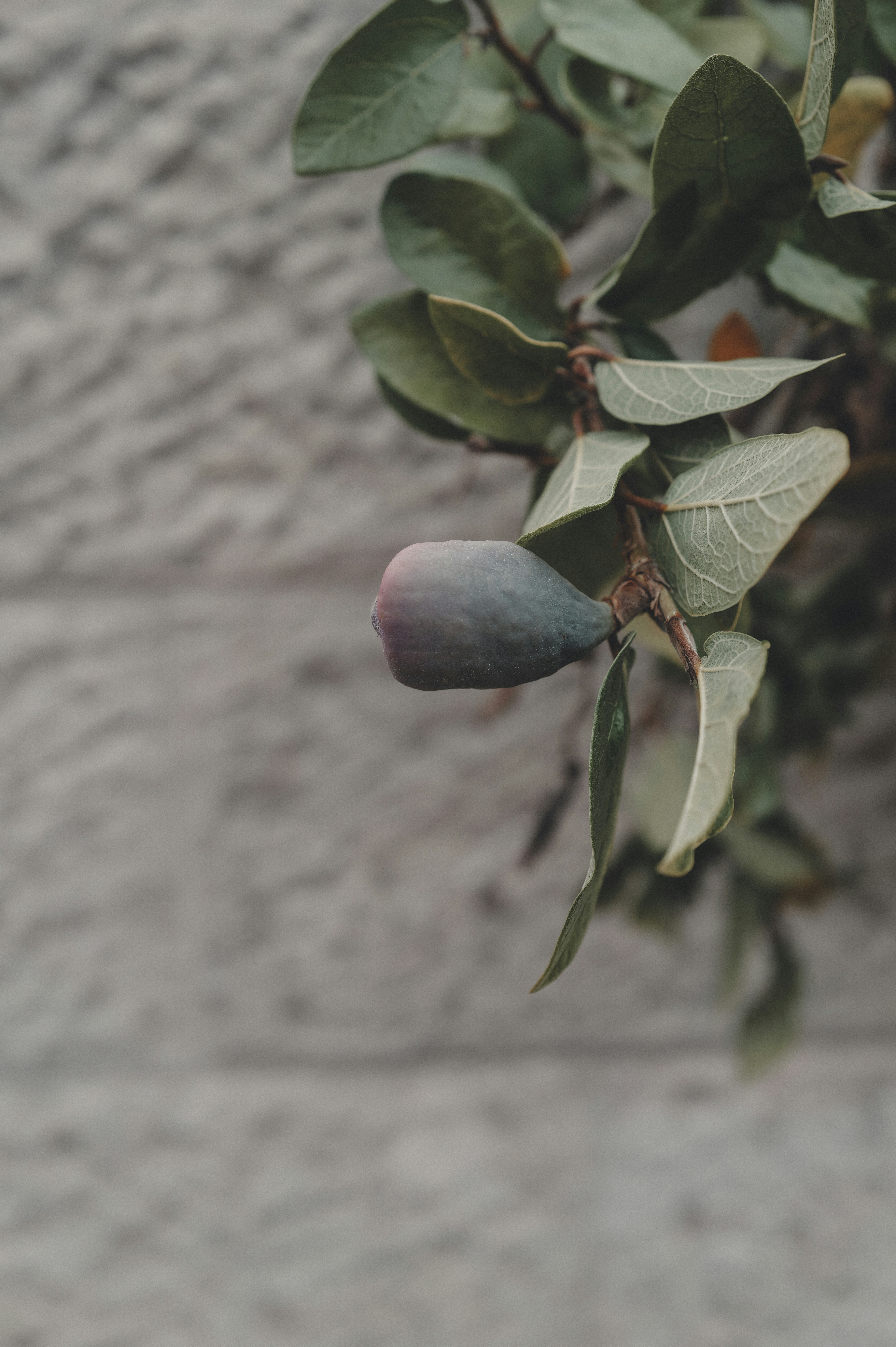 A single fig hangs from a leafy branch.