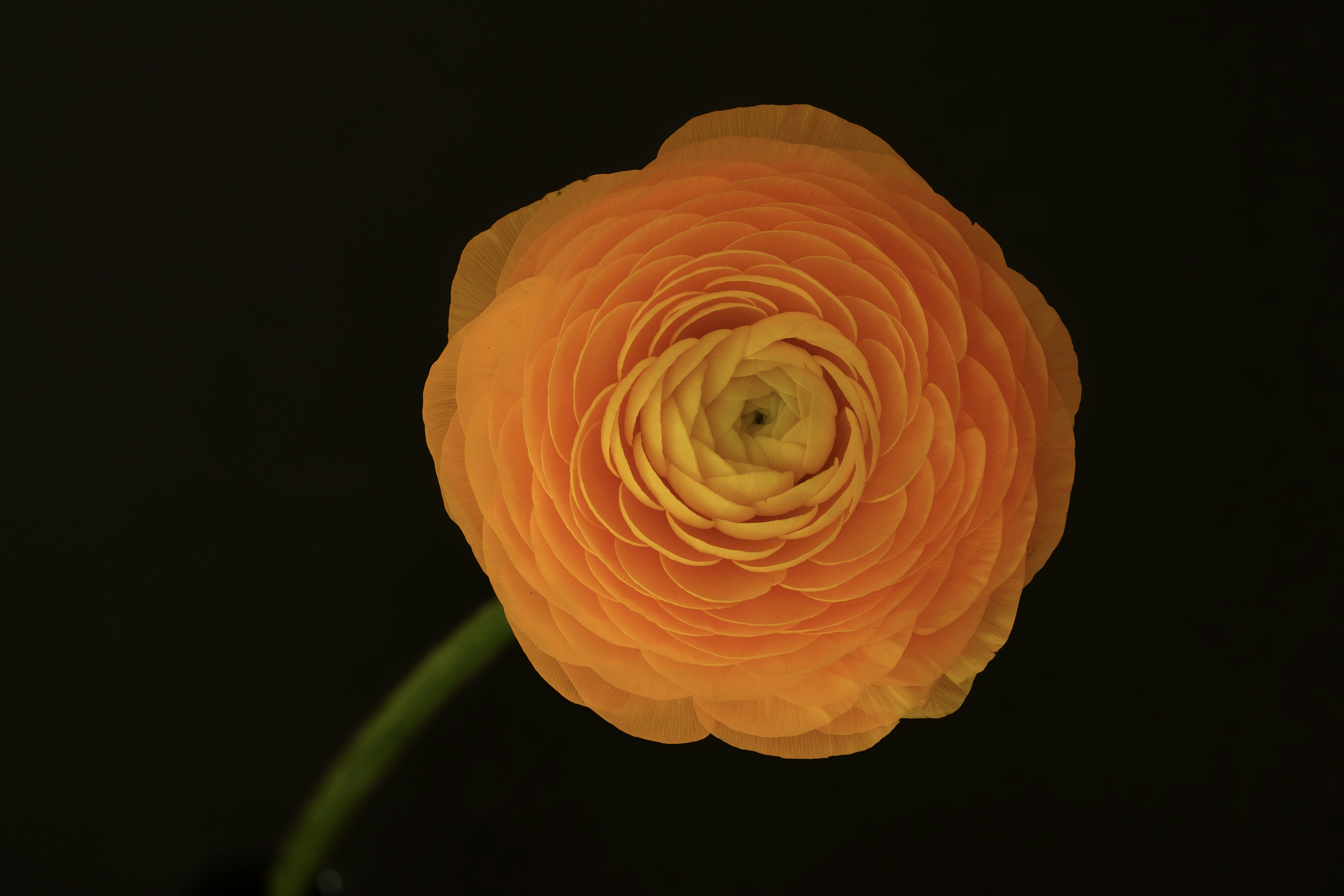 A vibrant orange ranunculus flower against a dark background.