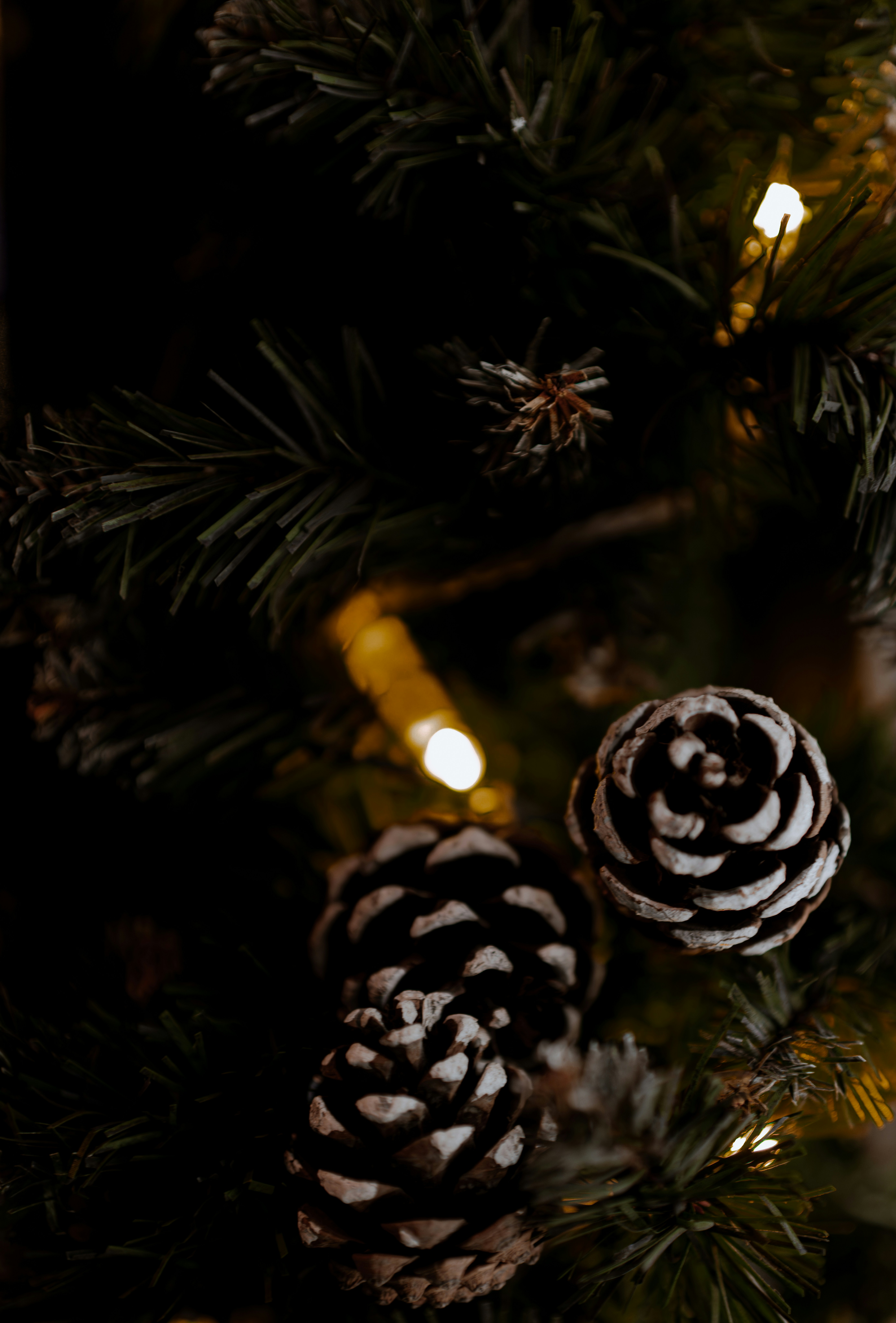 Pine cones and lights on a christmas tree