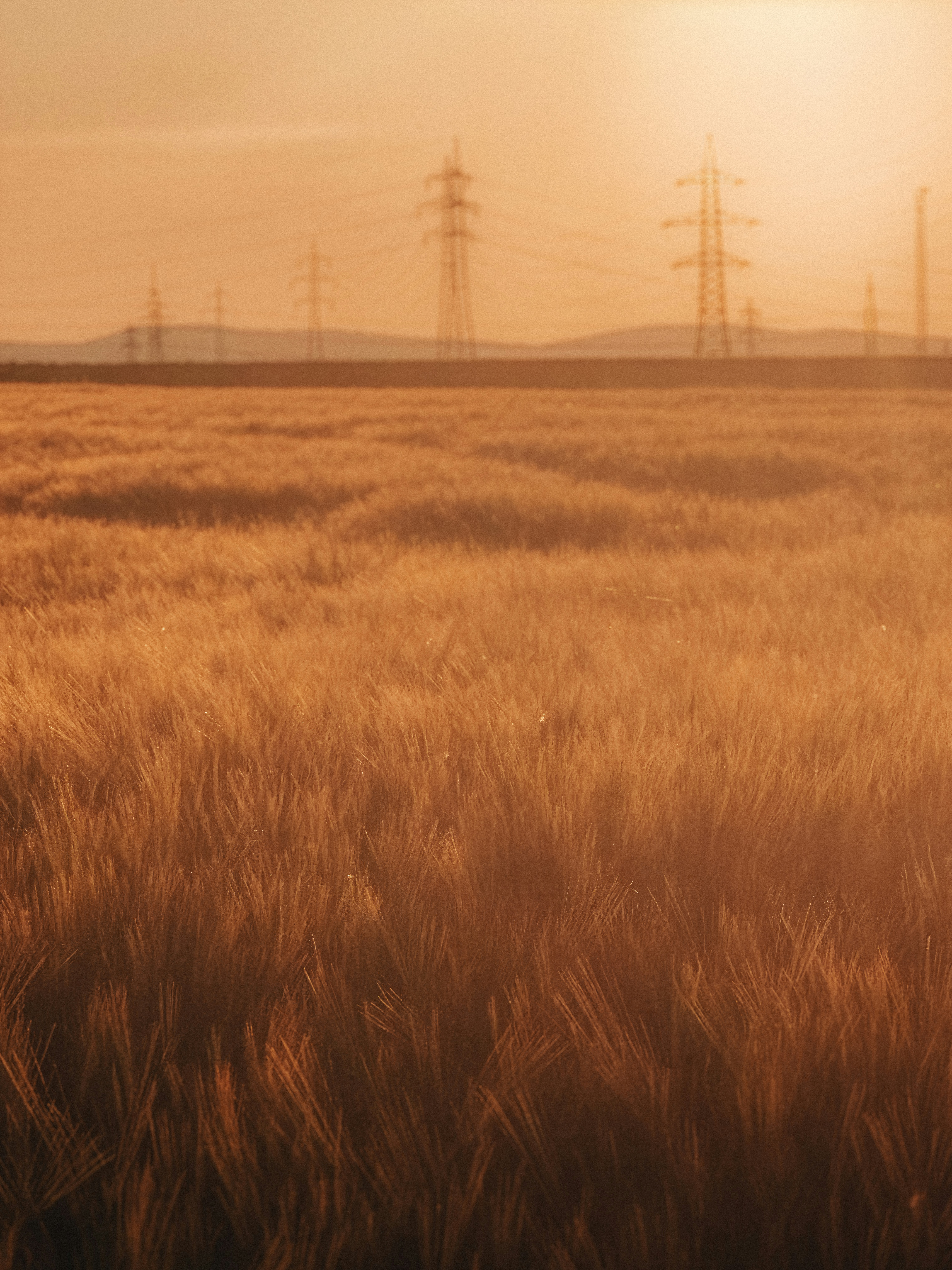 Golden field with power lines at sunset