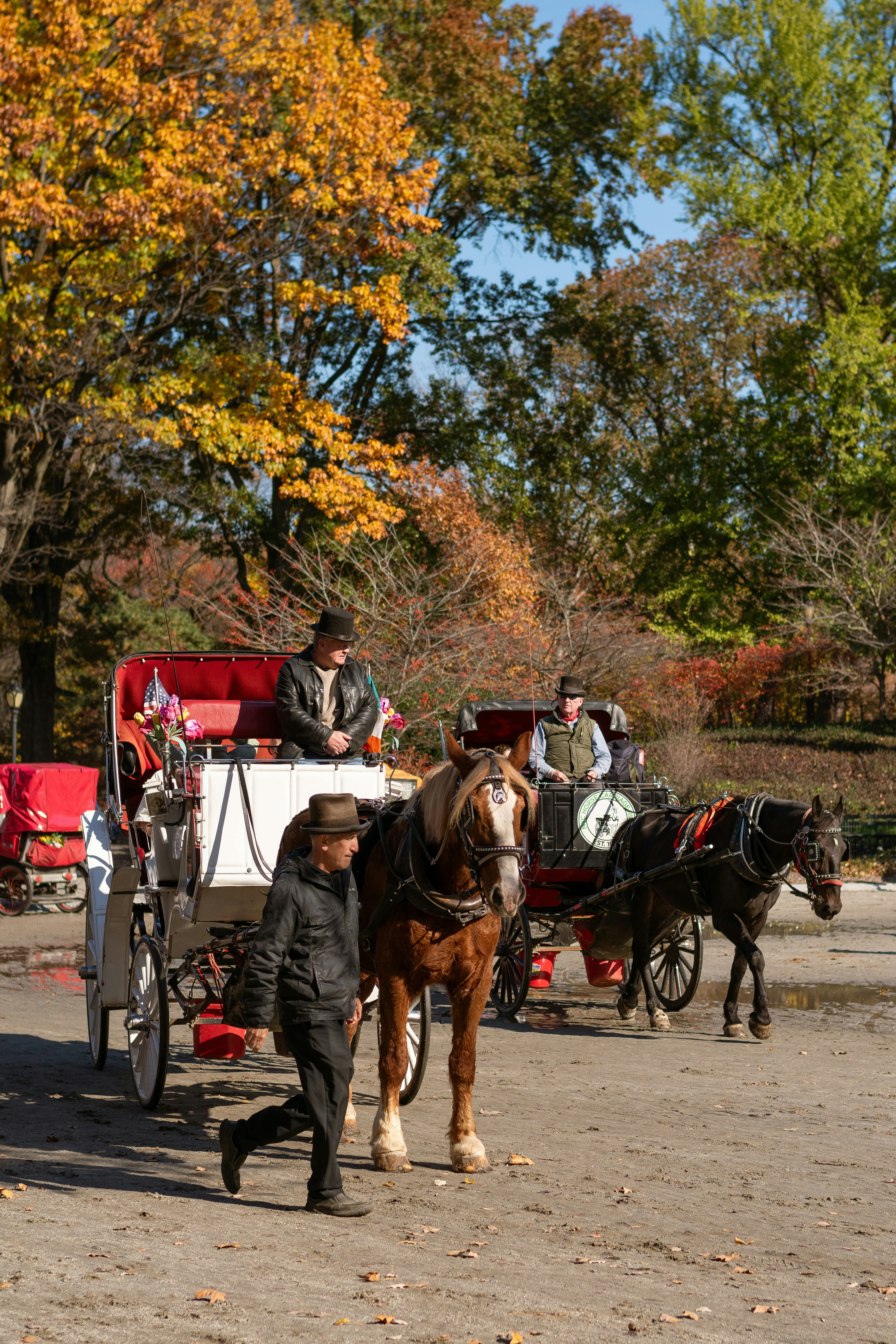 Horse-drawn carriages in a park during autumn.