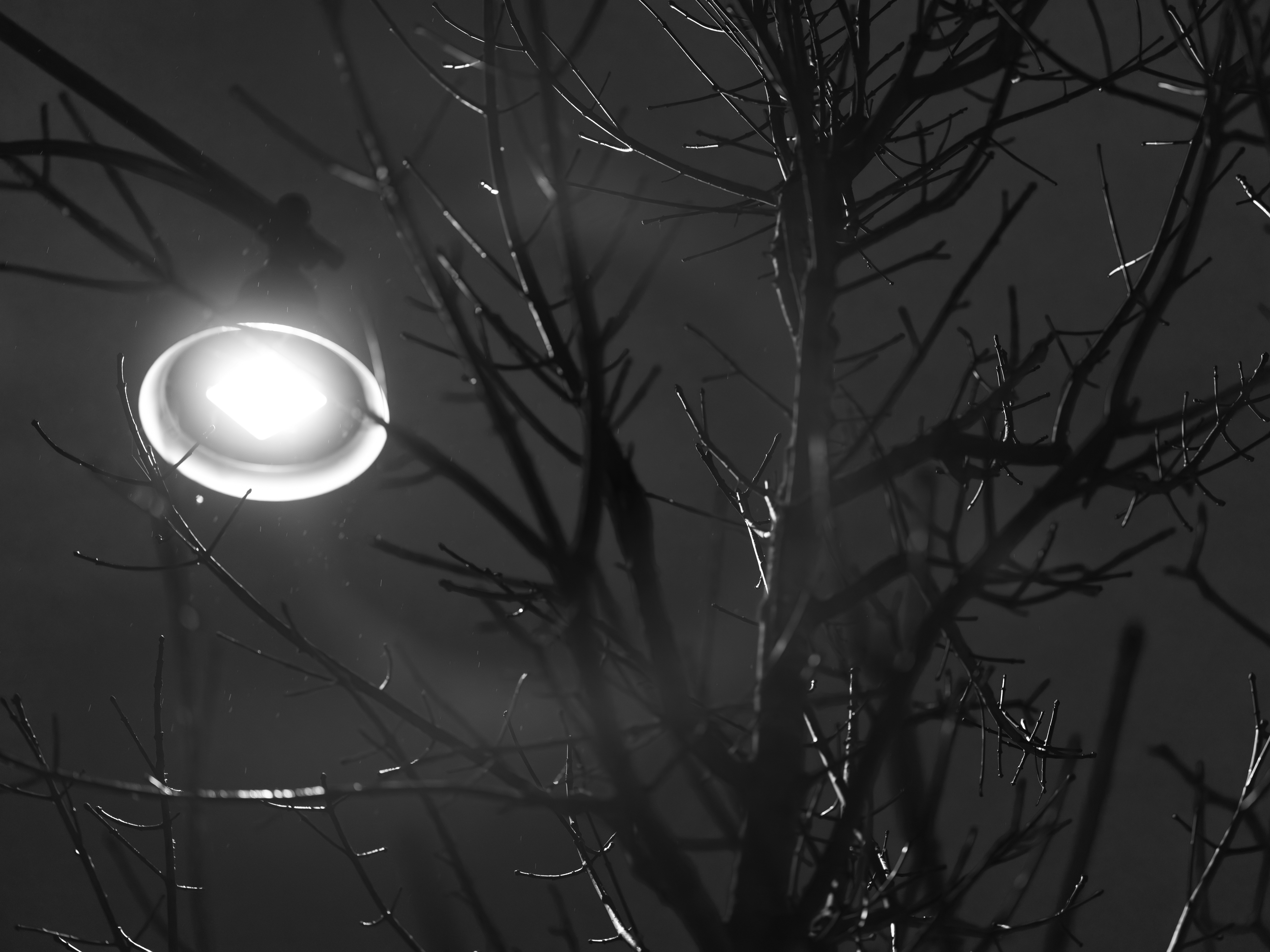 가로등이 밤에 맨 나뭇가지를 비춘다.