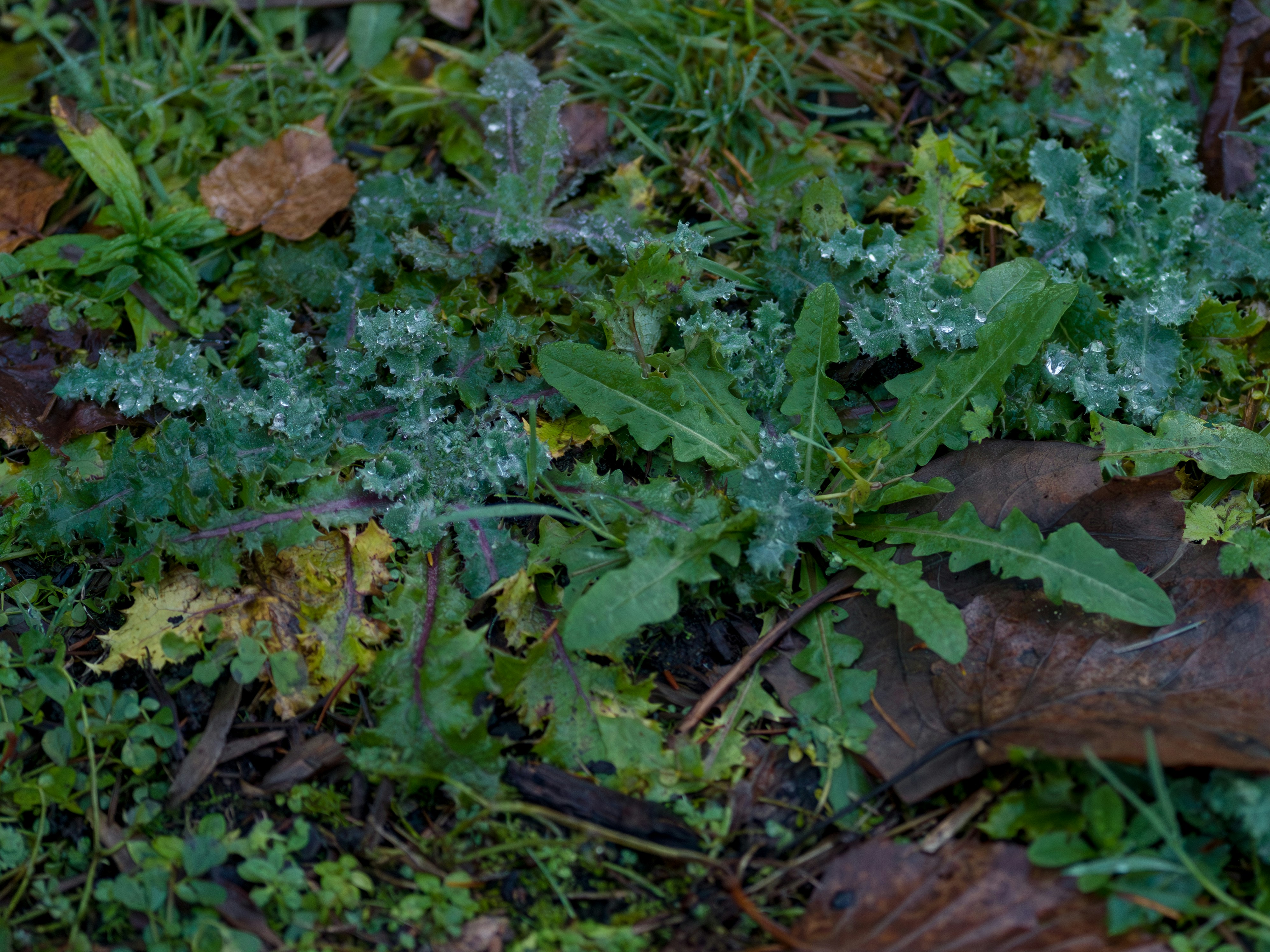 Wet green plants with fallen leaves on ground