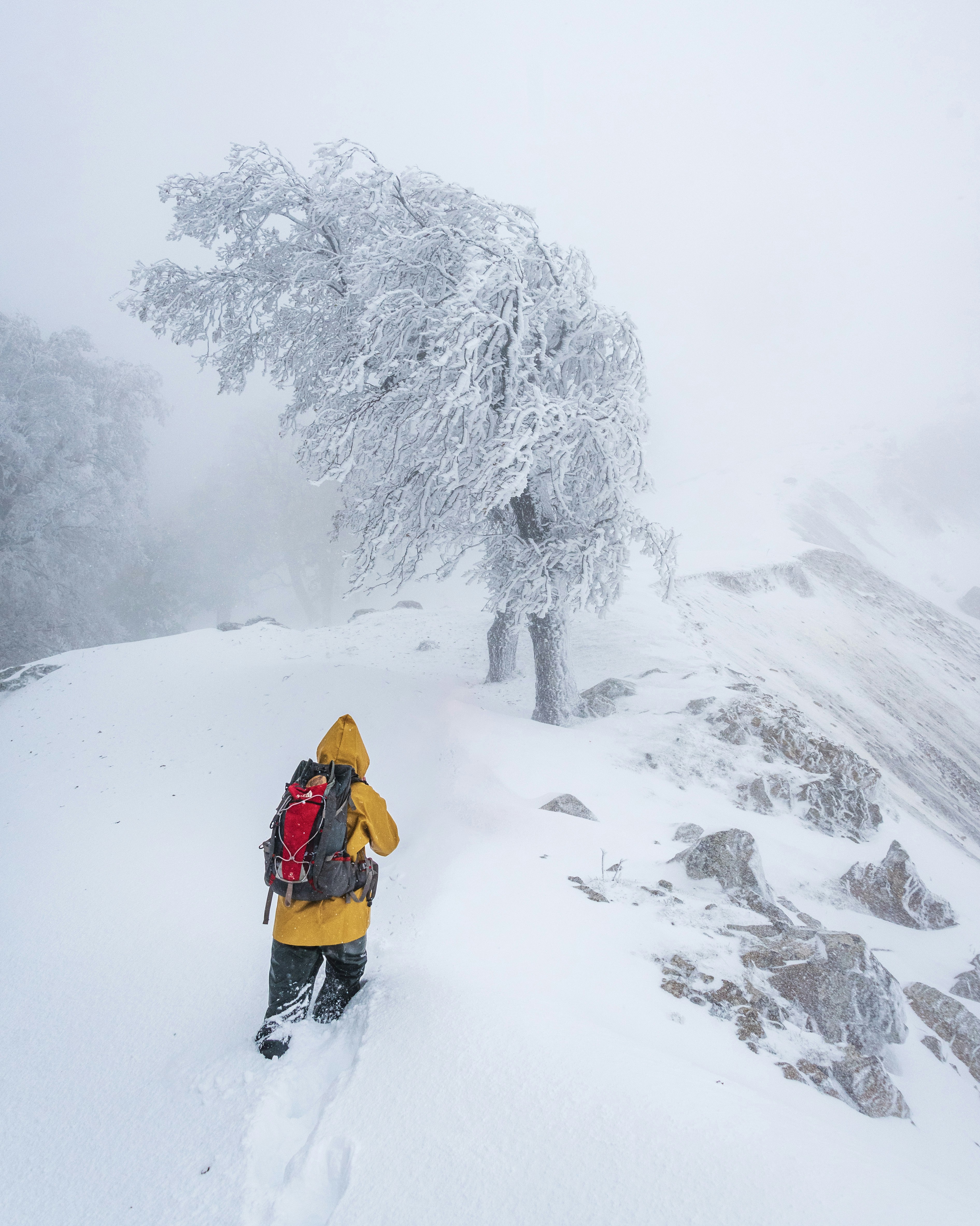 Hiker in yellow jacket walks through a snowy, frosted forest.