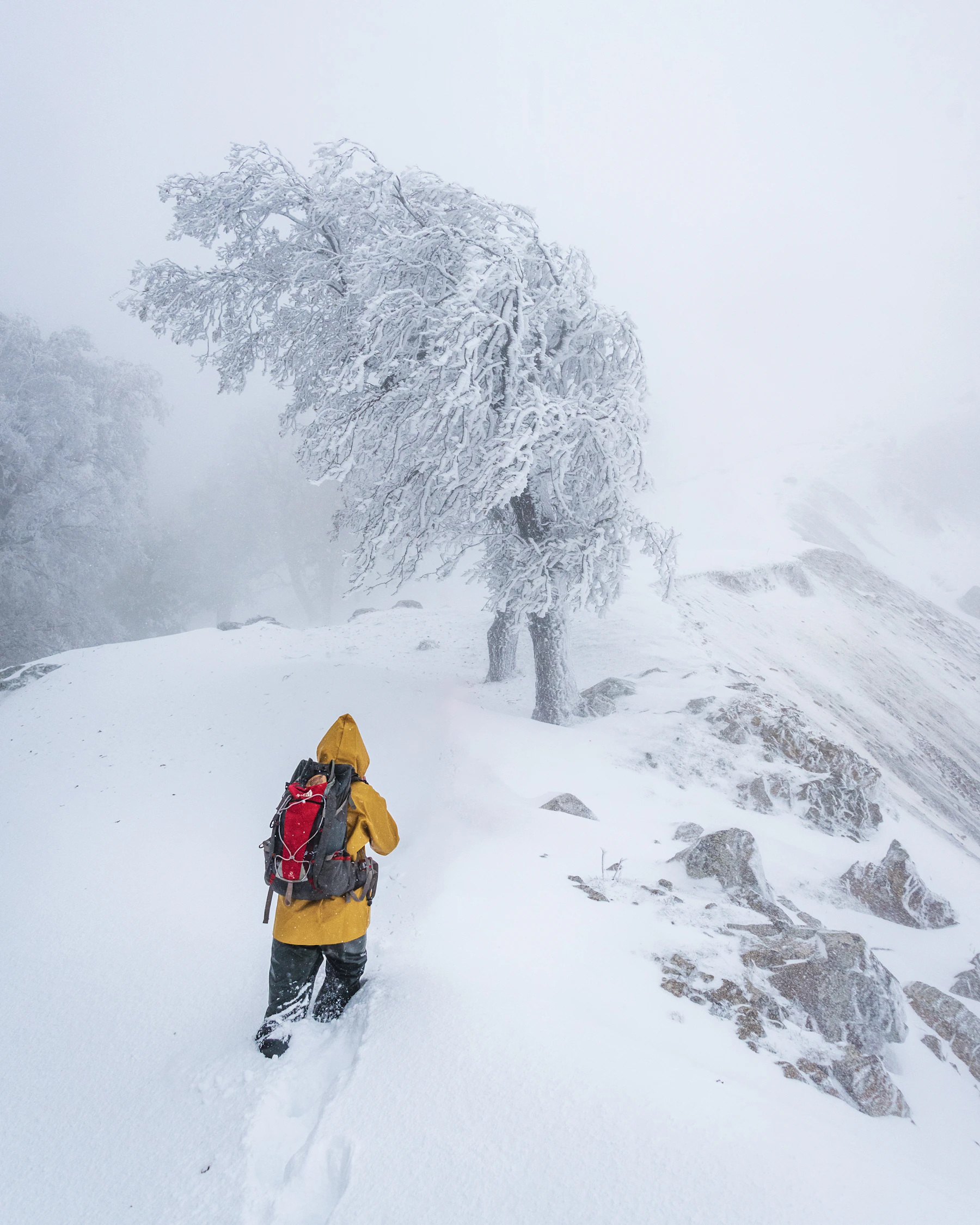 A climber in a yellow shell on a snow ridge in a whiteout, rime-covered trees behind
