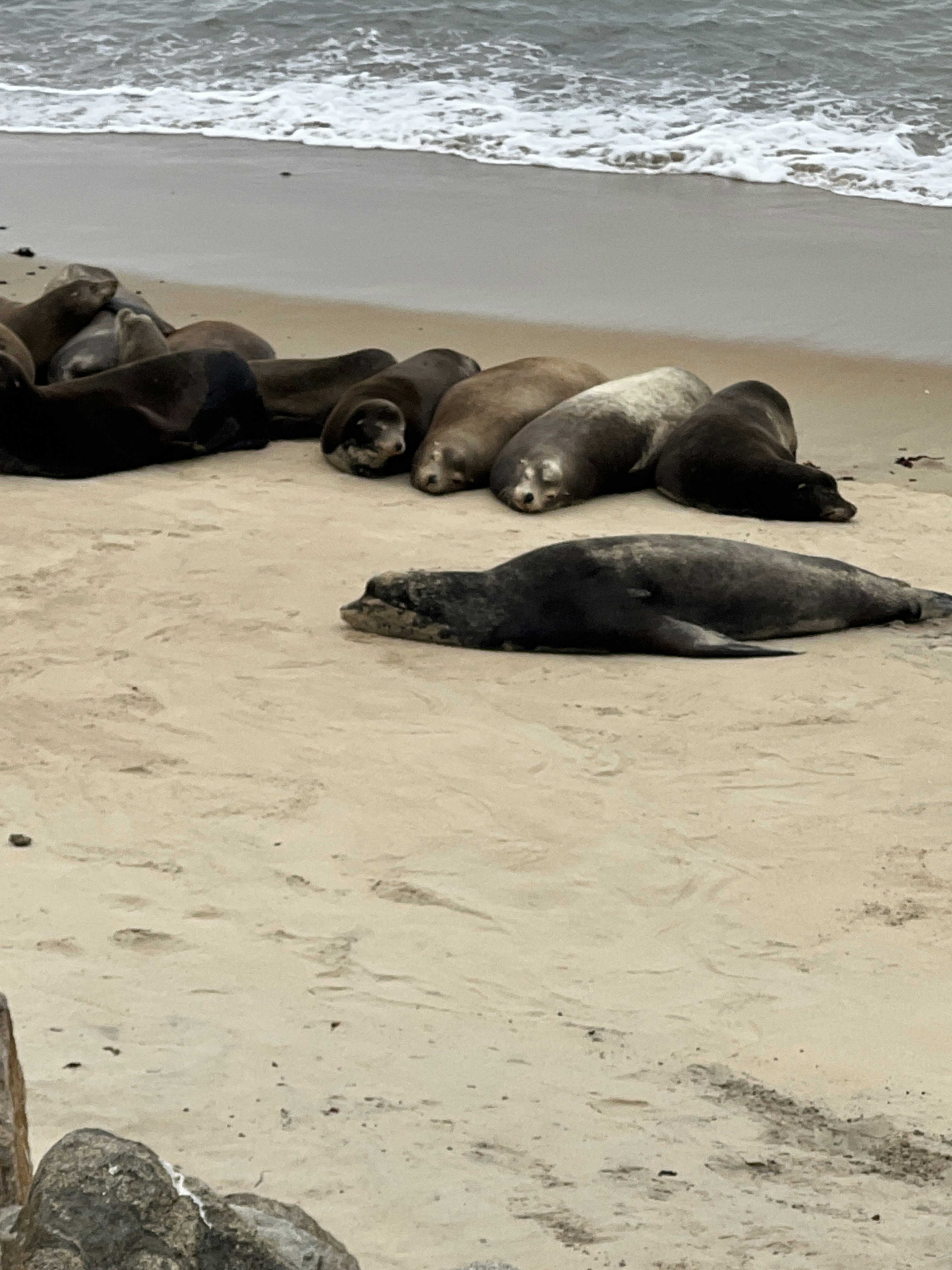 Seals resting on a sandy beach near the ocean.