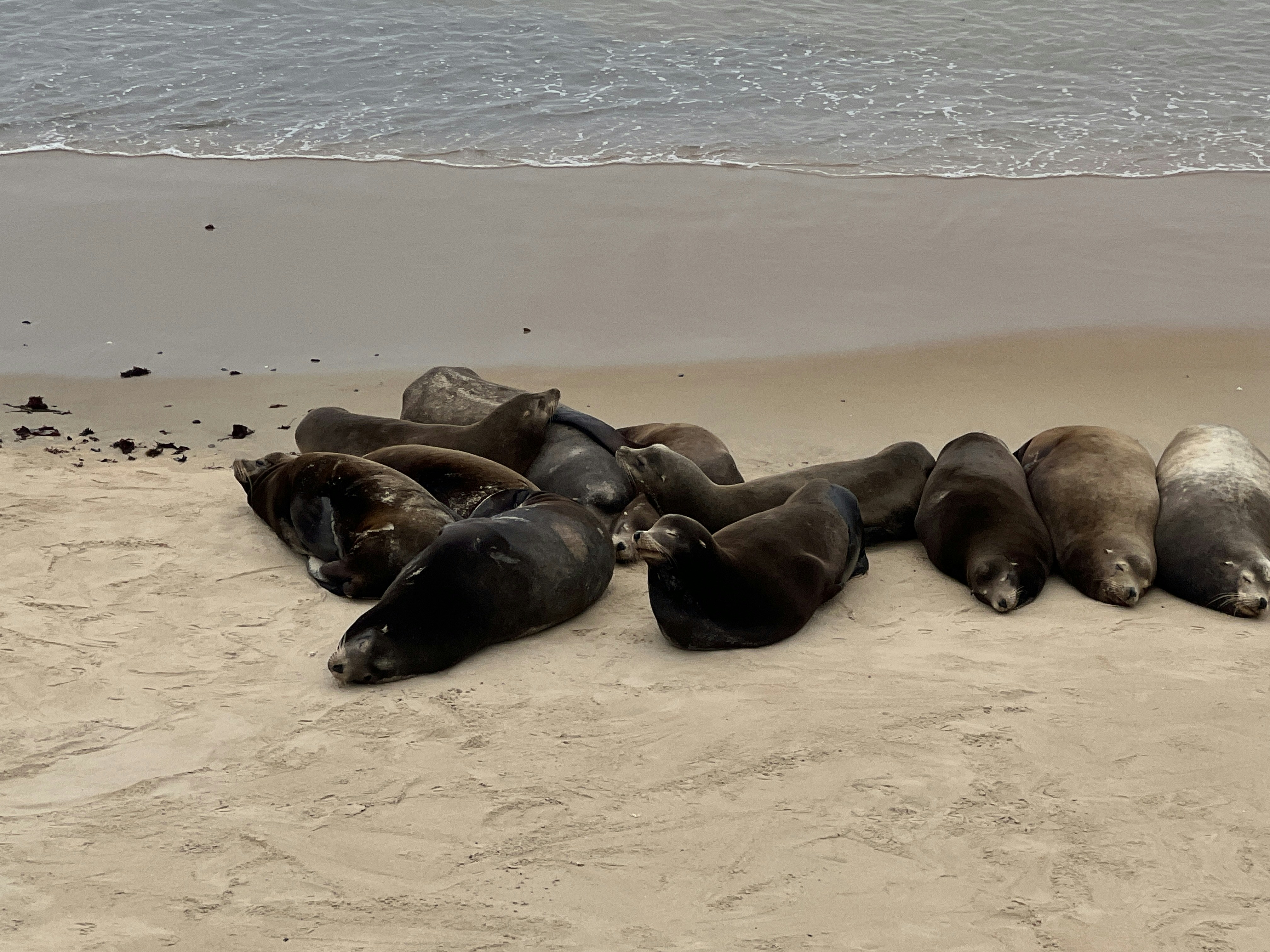 A group of seals resting on a sandy beach.