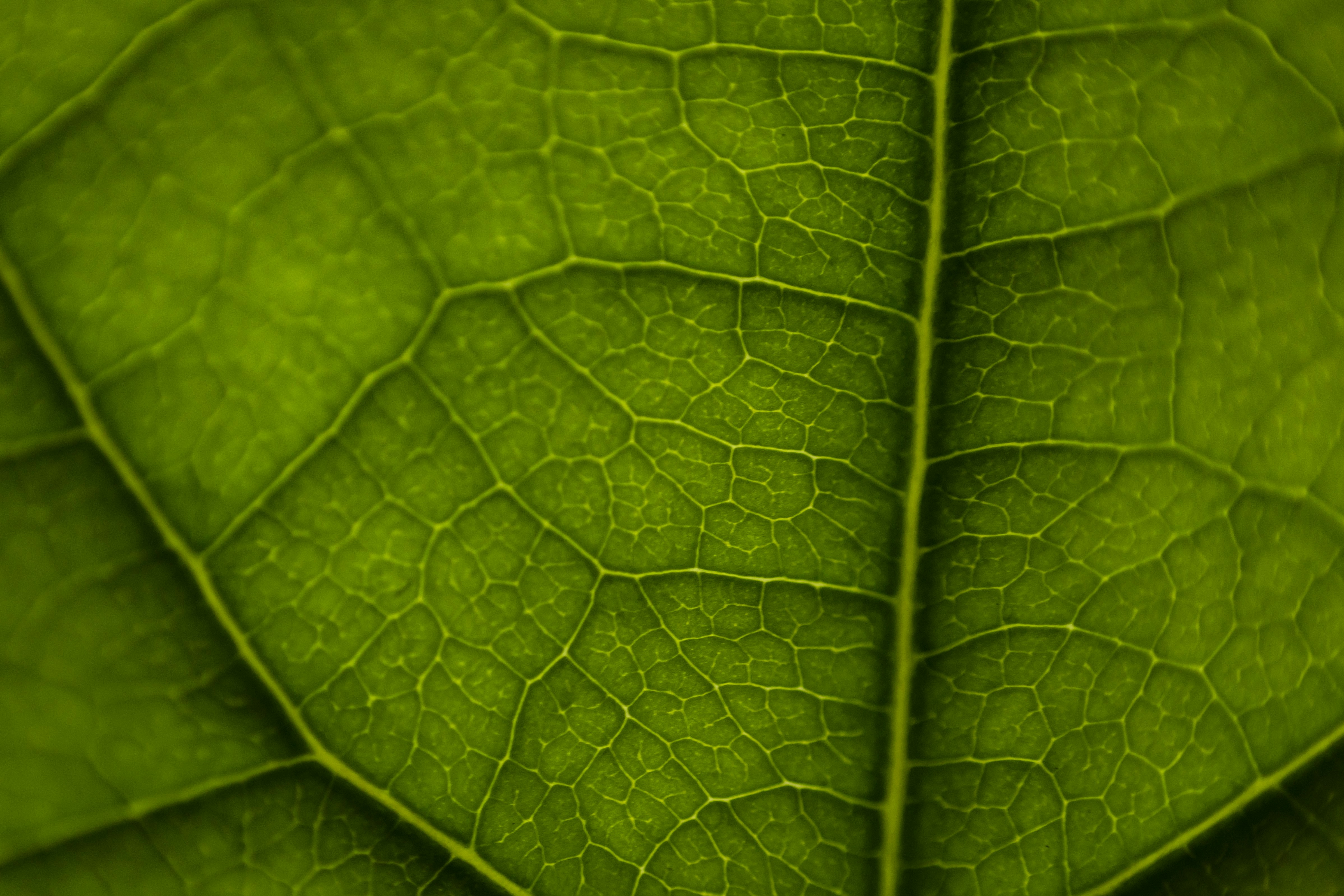 Photo by leo_visions_