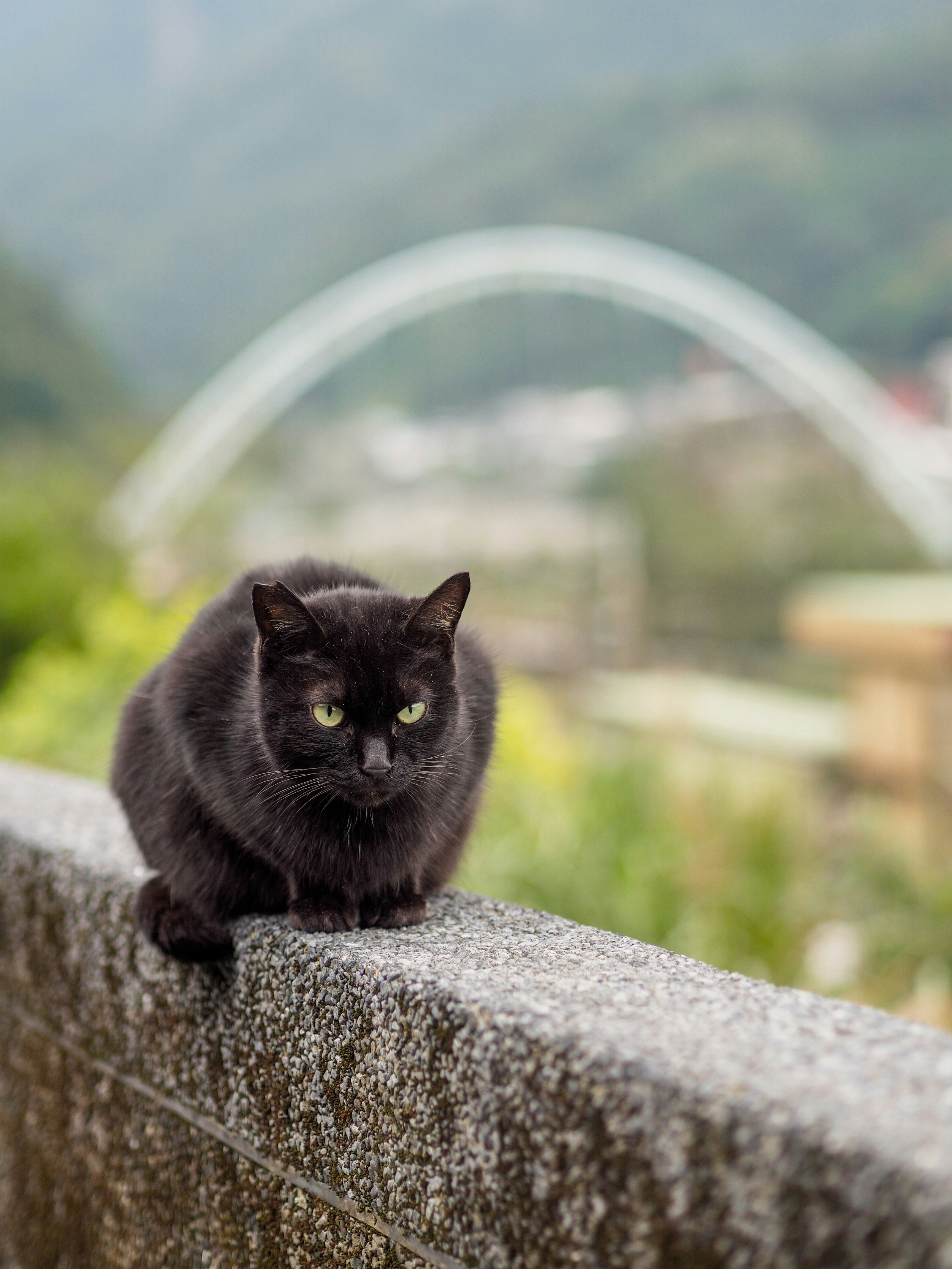 A black cat sits on a stone wall outdoors.