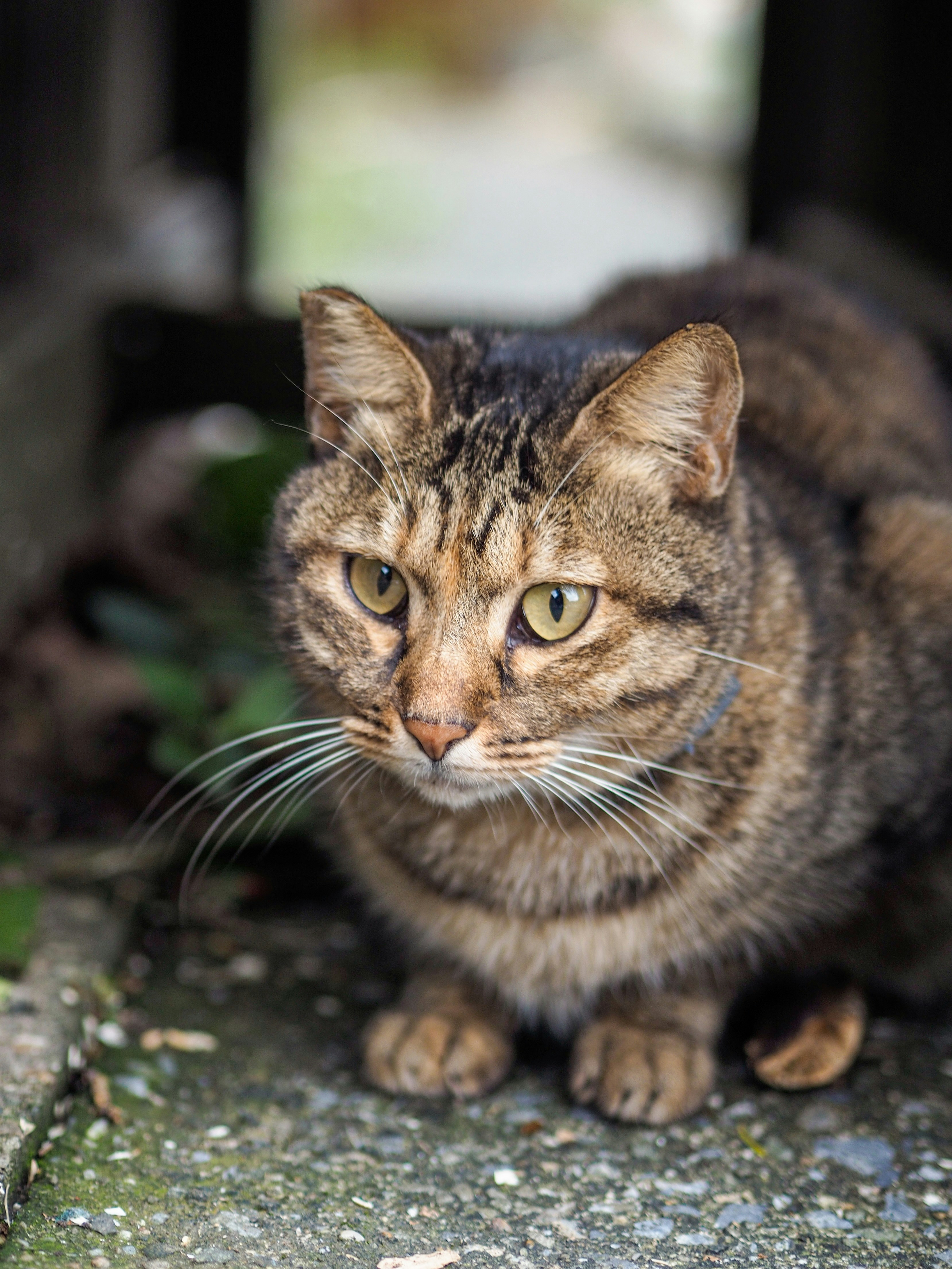 A tabby cat sits alertly on a concrete surface.