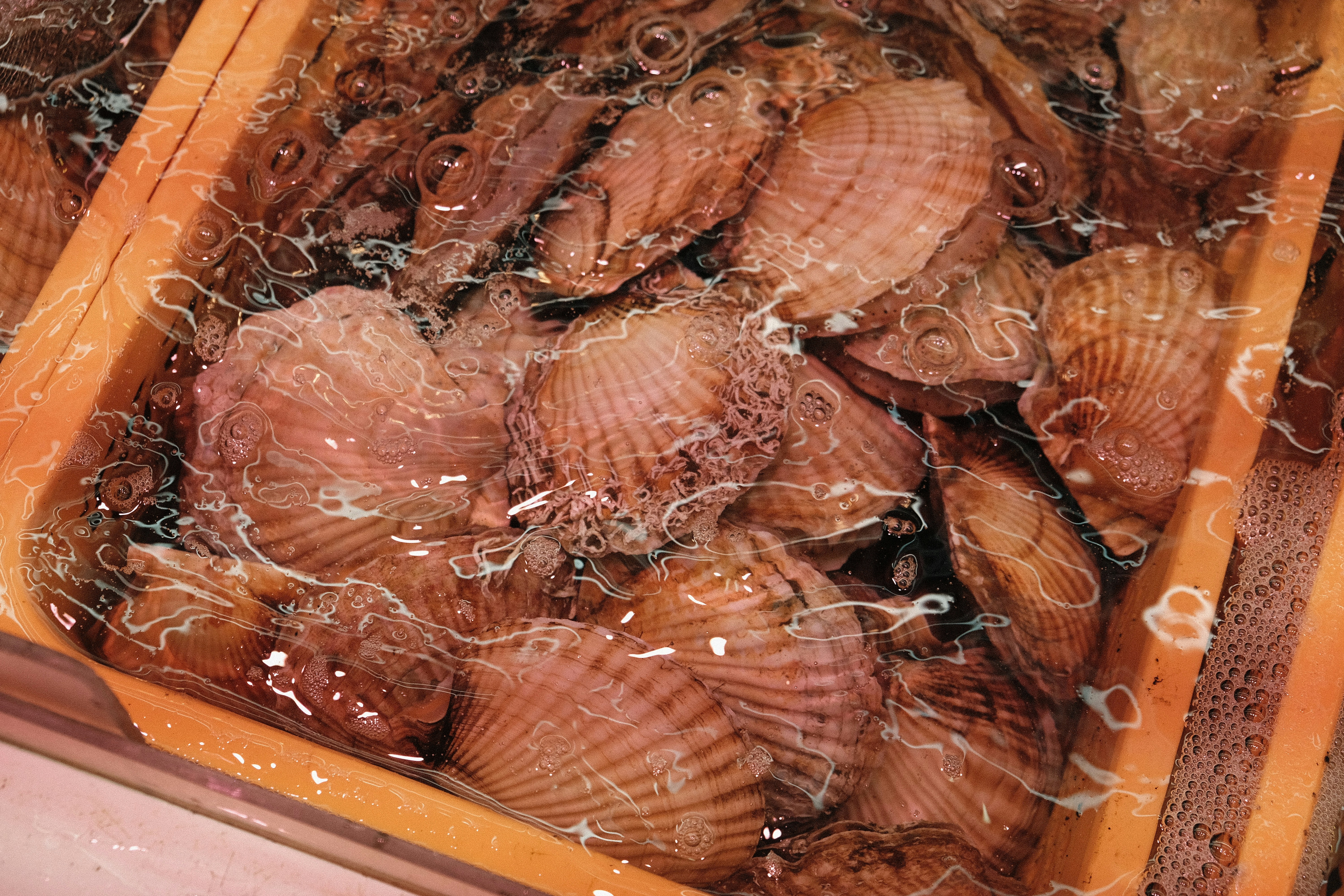Fresh scallops in a water-filled container with netting.