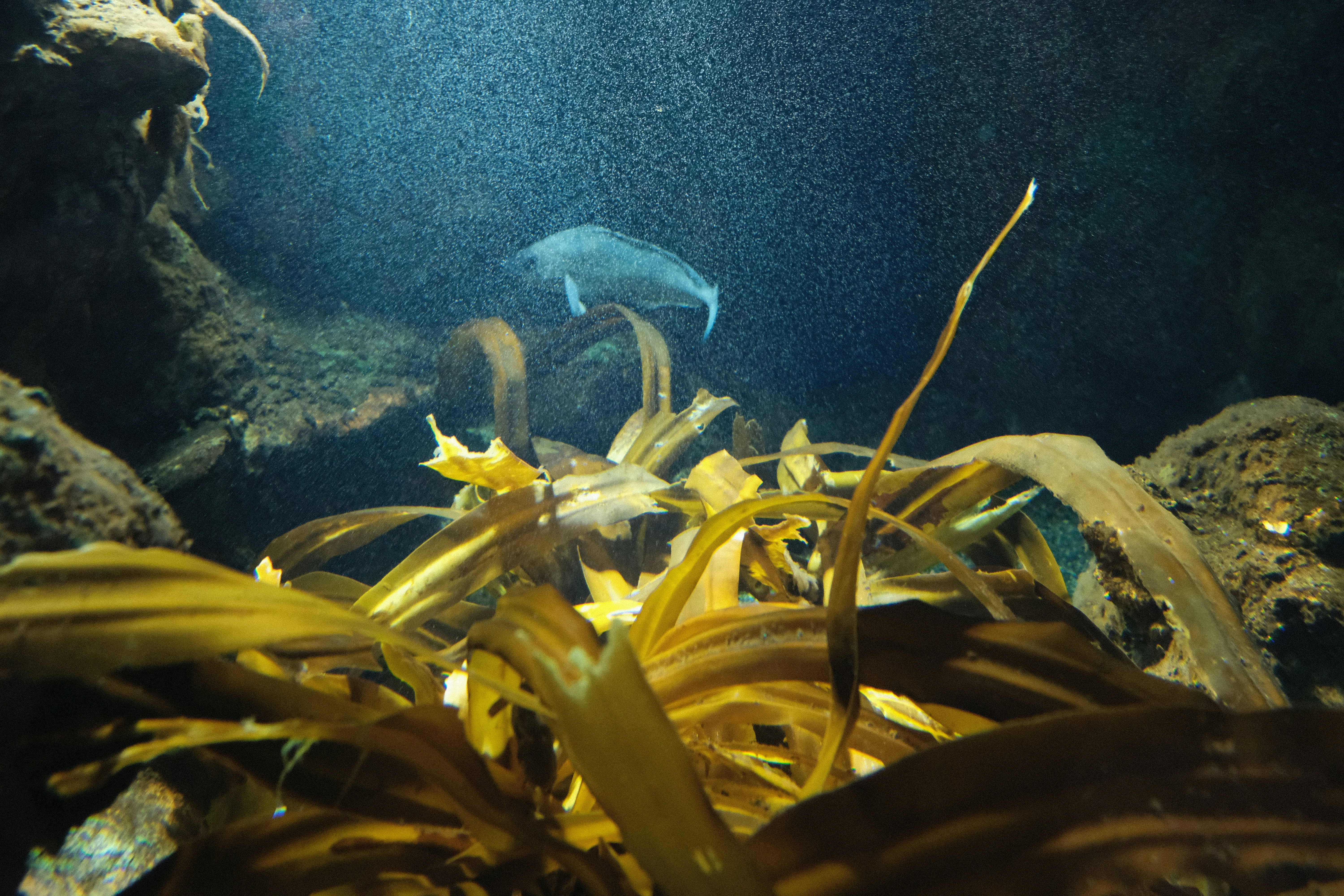 A fish swims near kelp forest underwater