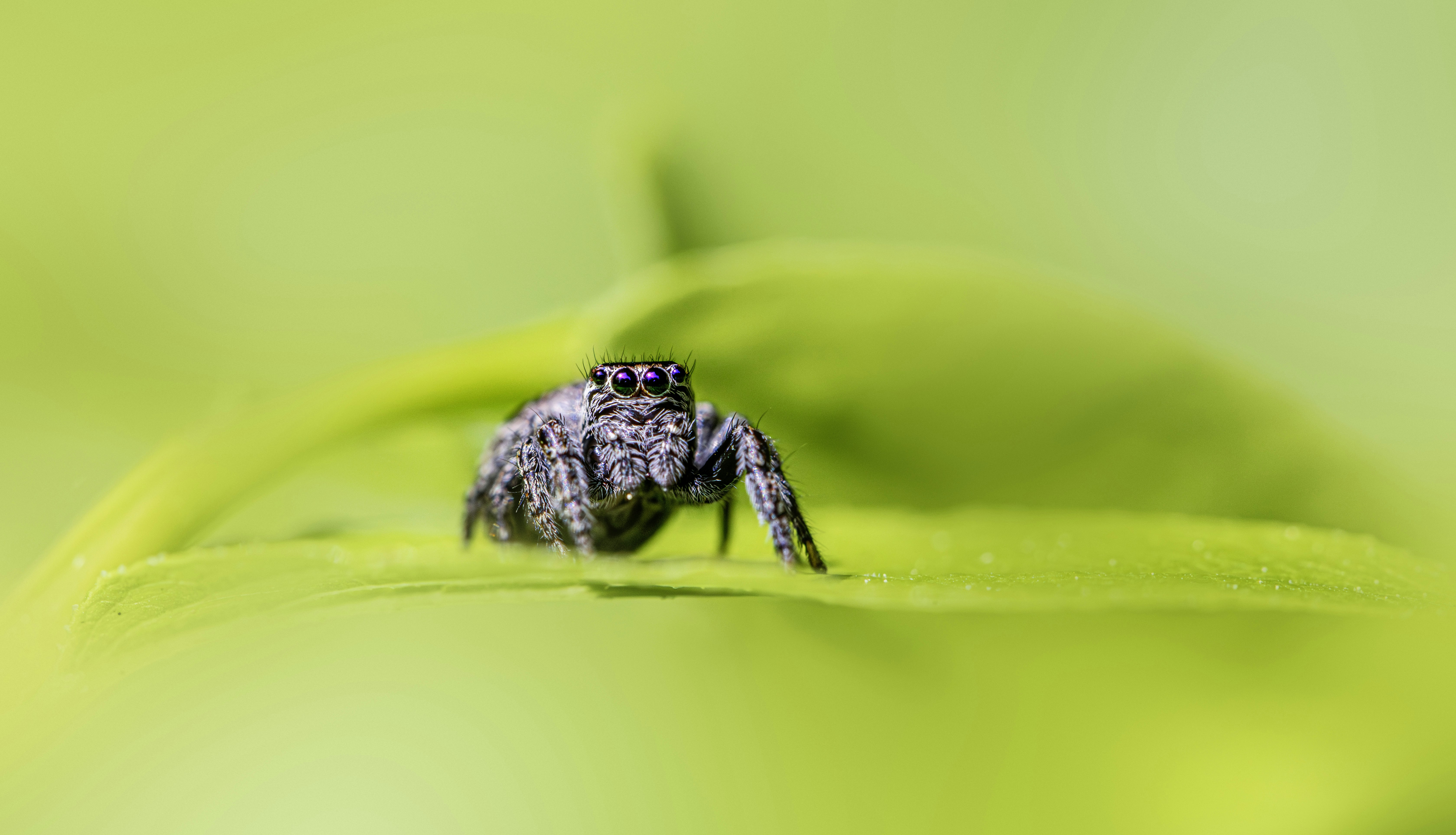 A small spider rests on a vibrant green leaf.