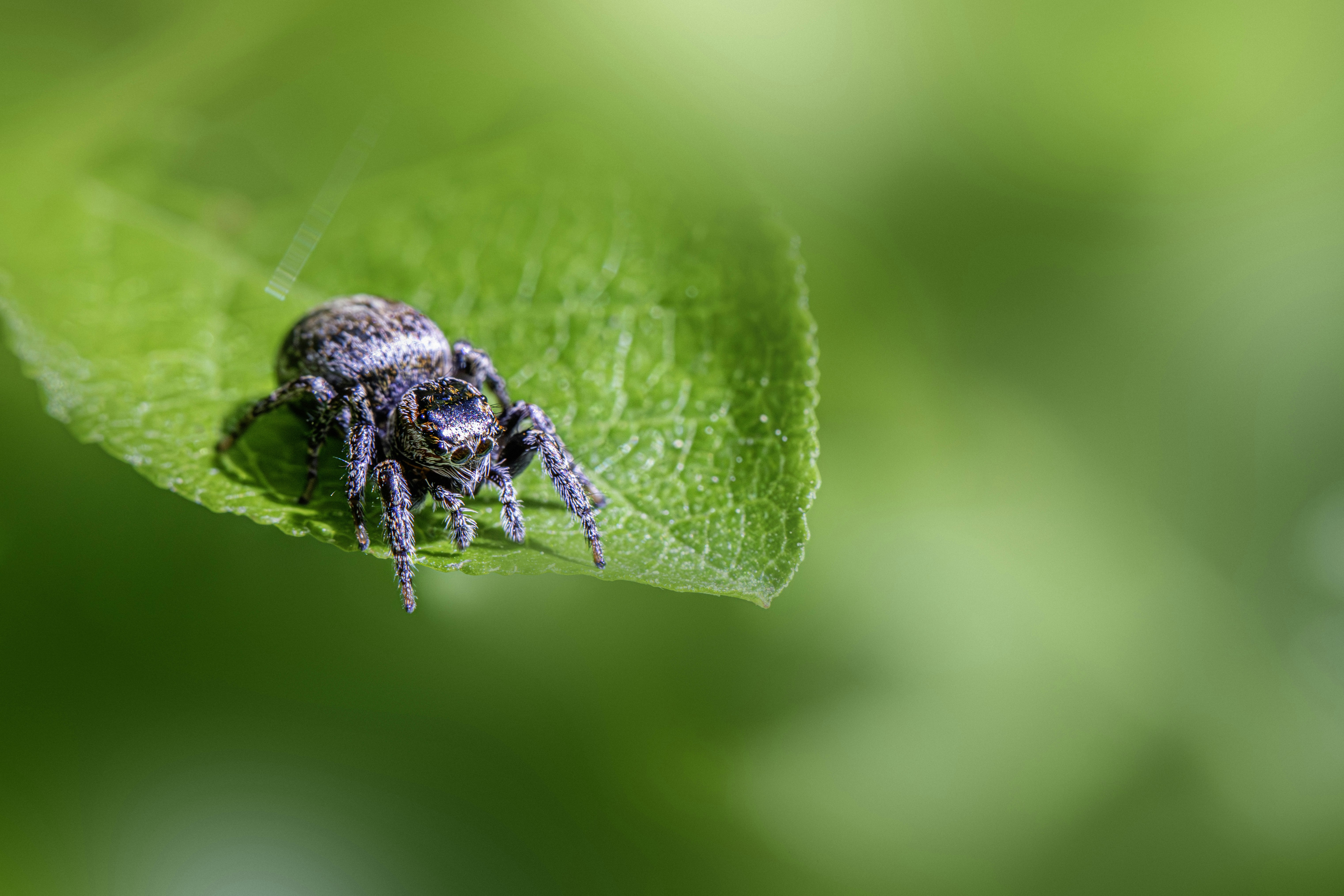 A small spider rests on a green leaf.