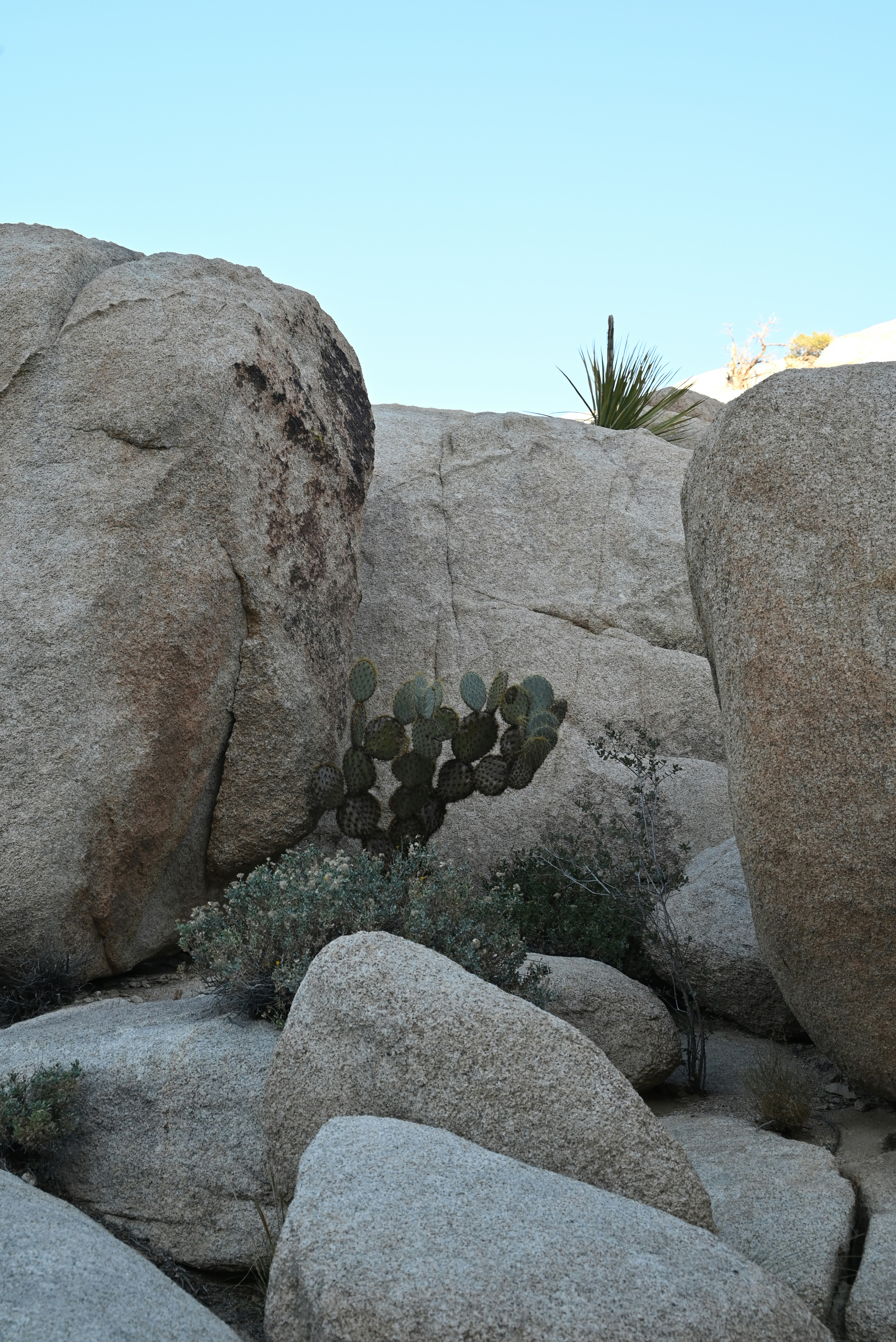 Cactus and rocks in a desert landscape.