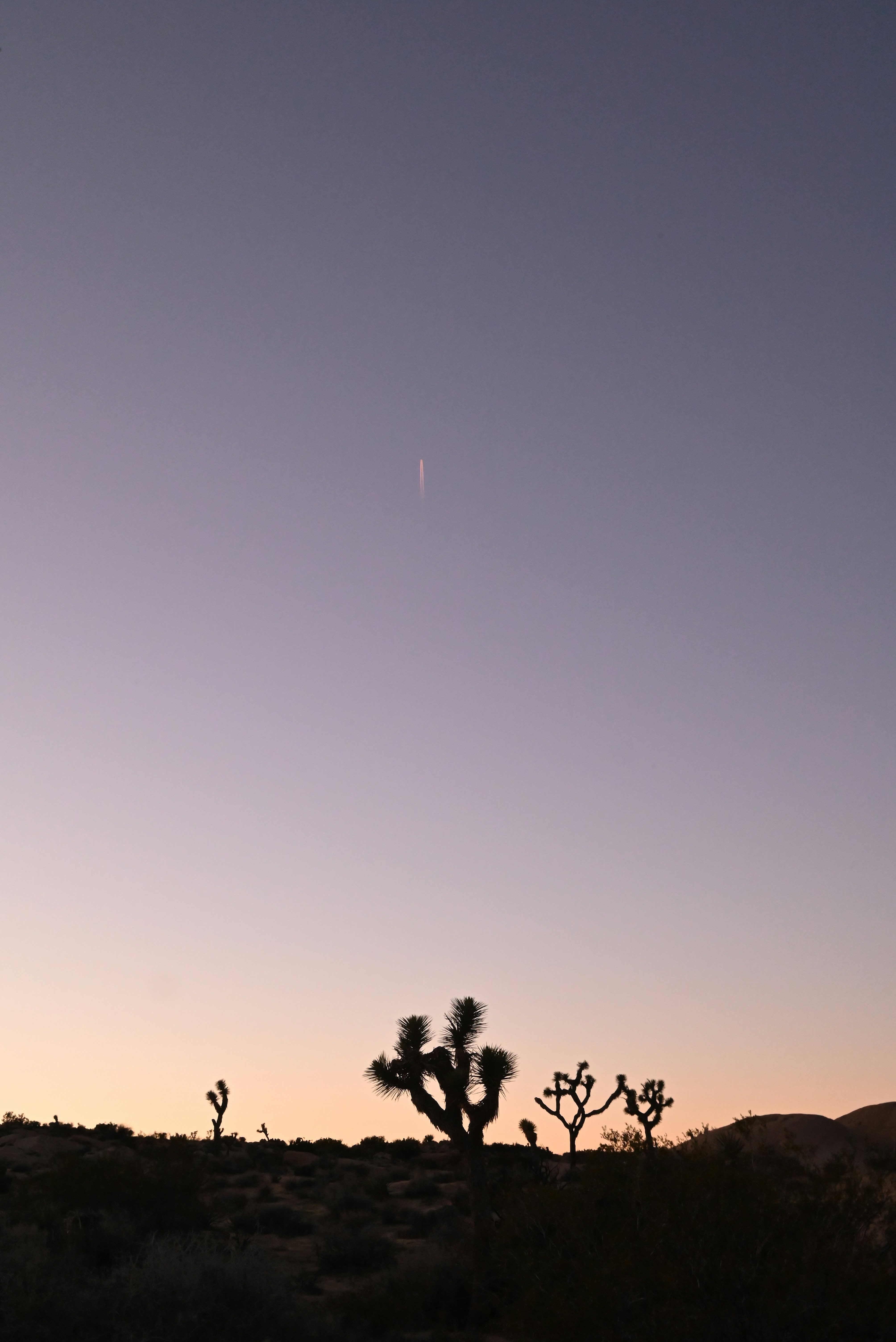 Joshua trees silhouetted against a pastel twilight sky