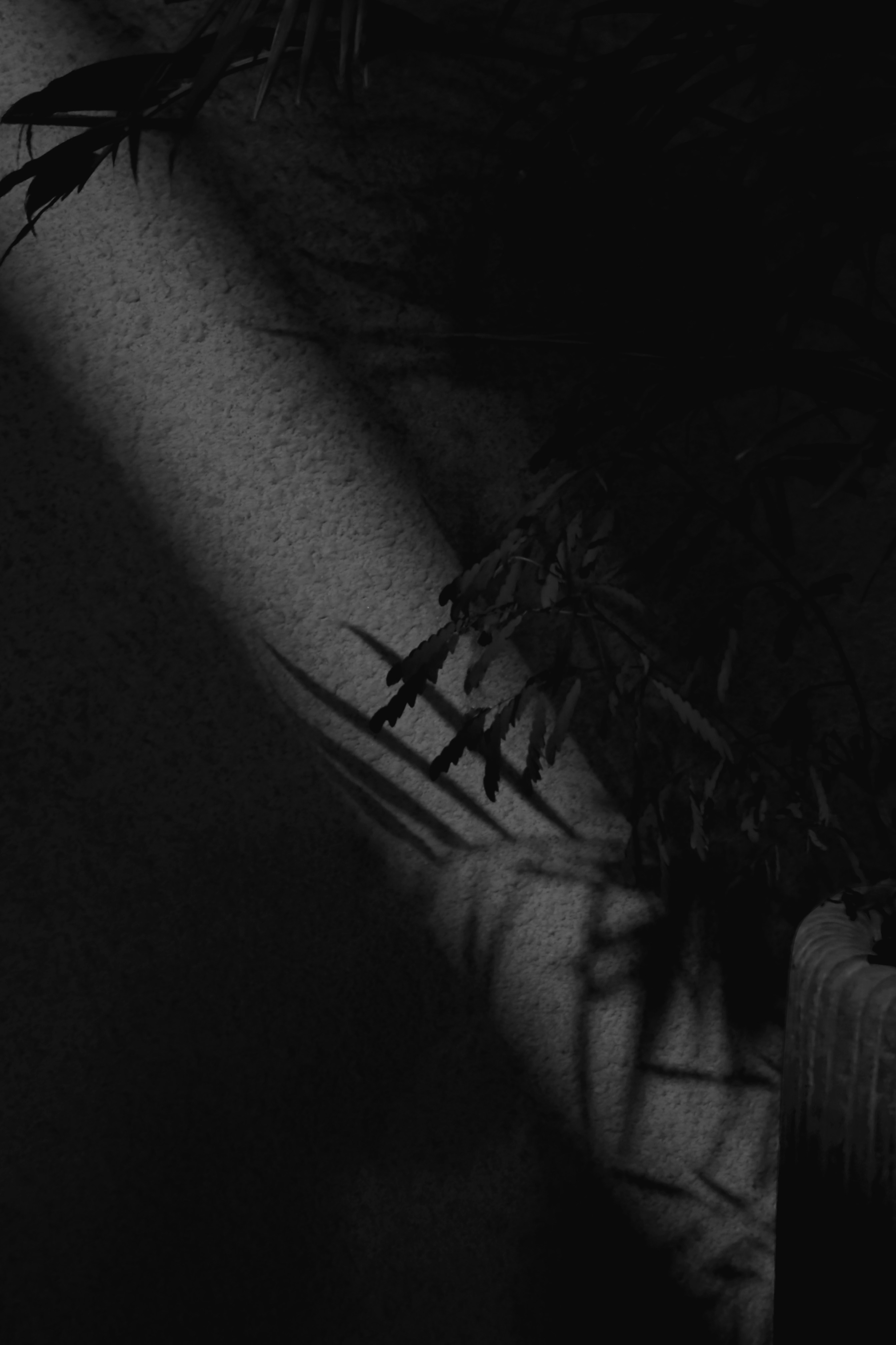 Shadows of leaves cast on a textured wall.