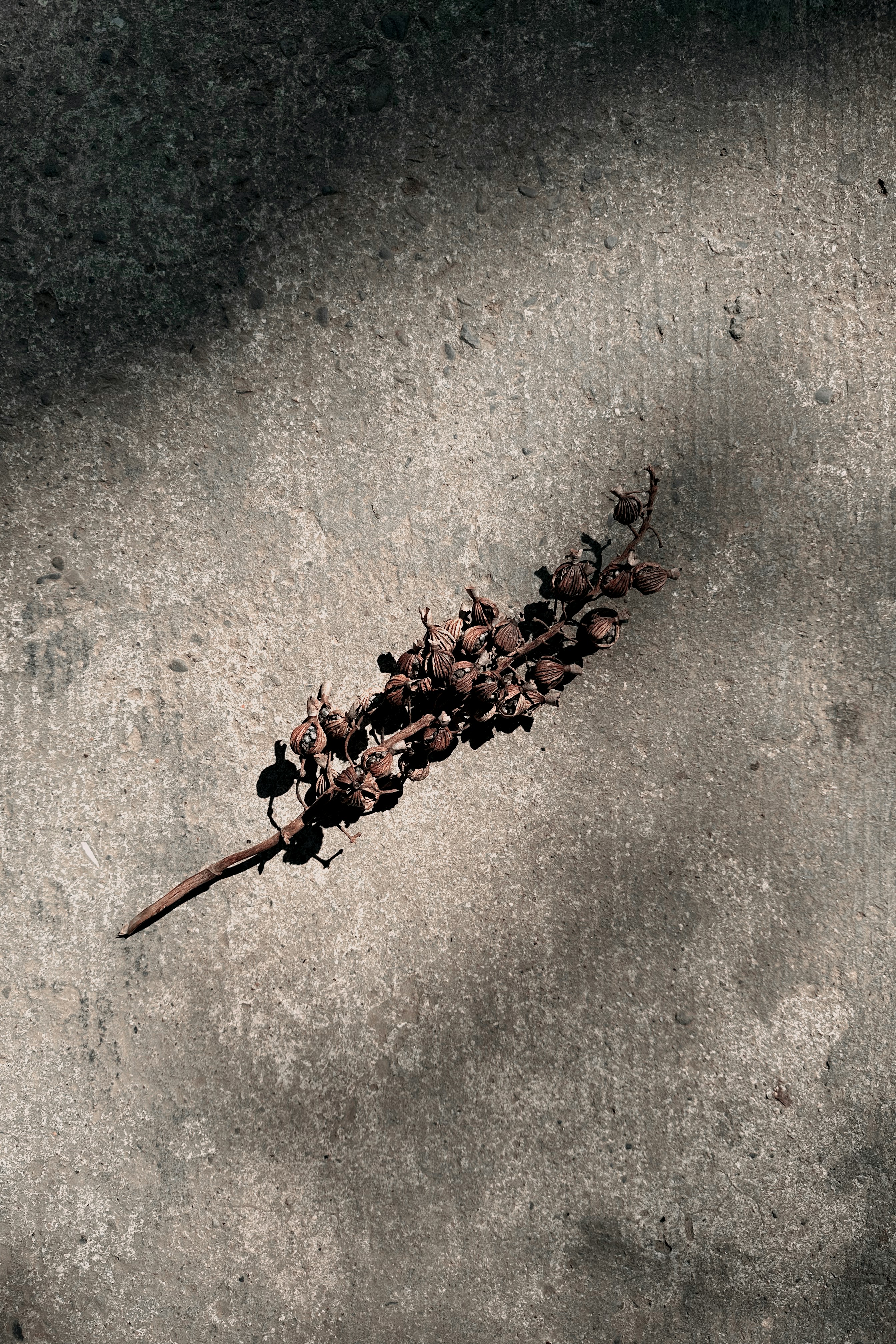 A dried sprig of berries on a textured surface