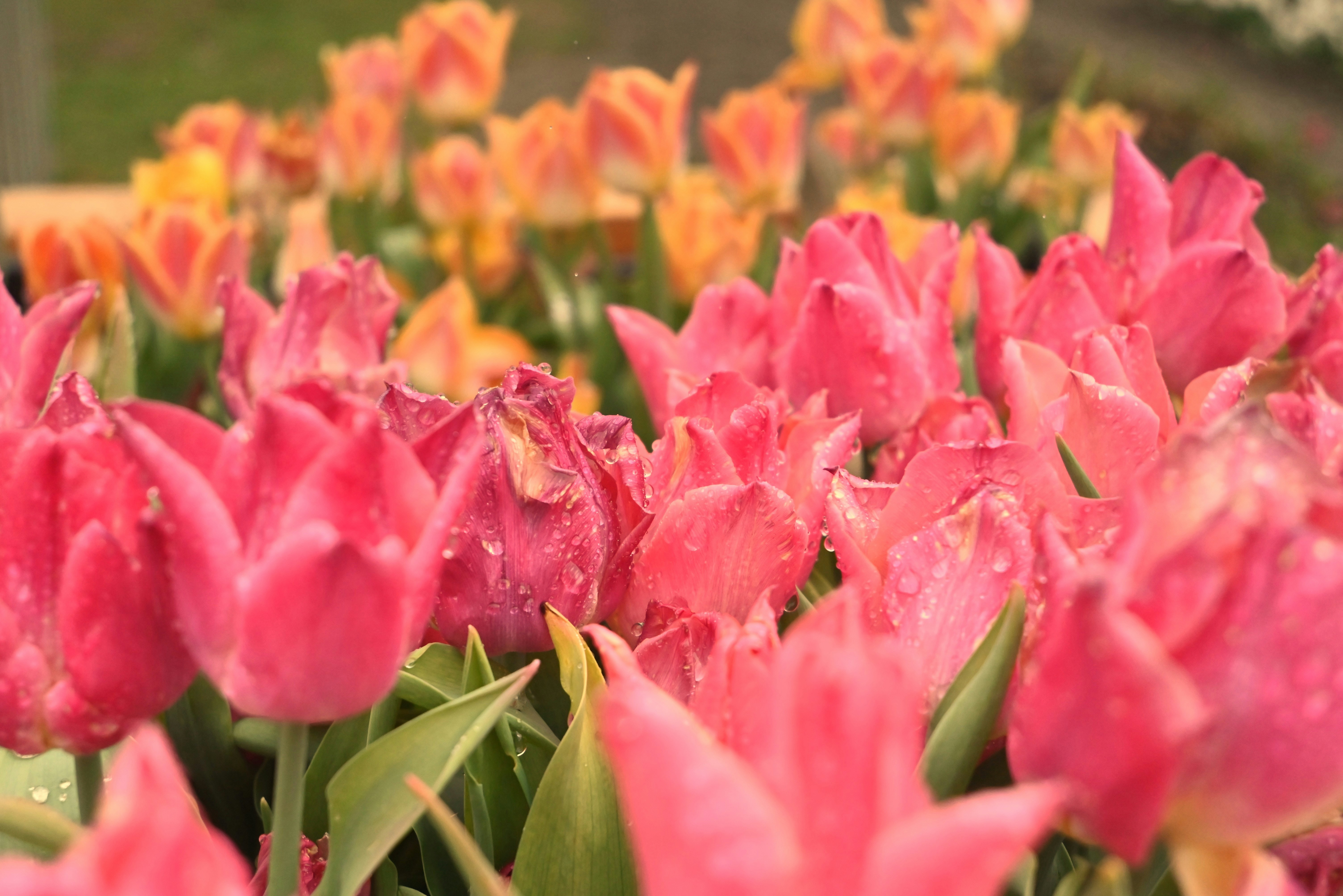 Image credit: Teeny Tina via unsplash
tourist destinations in Srinagar