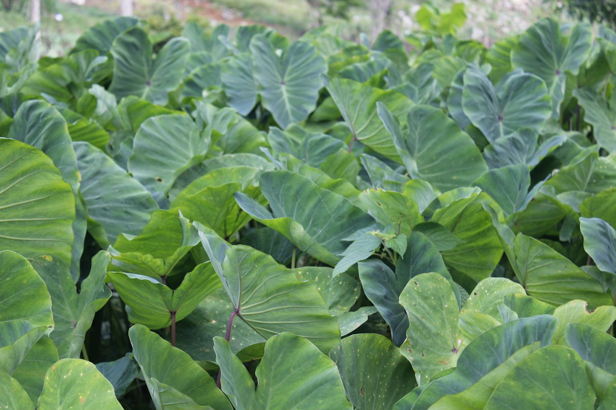 Lá khoai môn to xanh, cây cho củ khoai môn và khoai sọ