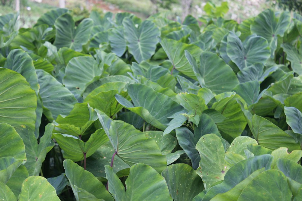 Taro