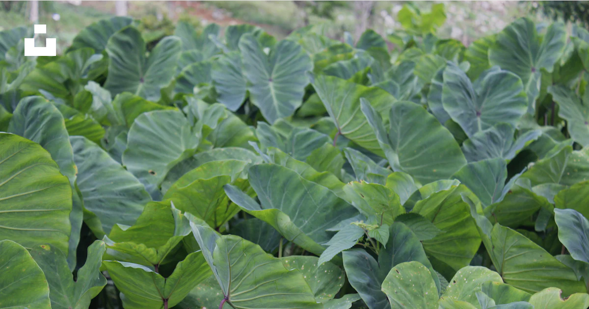 Taro Splash Lush green taro plants in a field. photo – Free Nature background Image ...