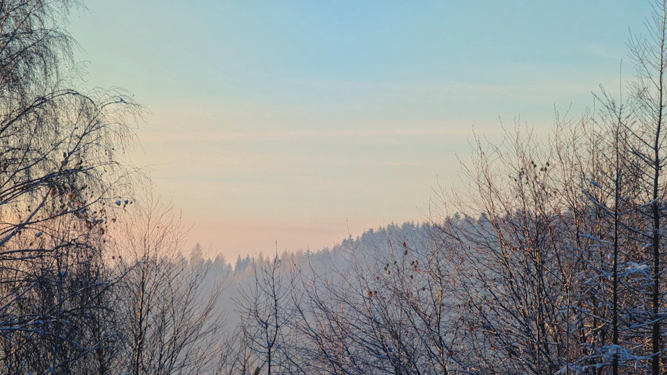 Serene winter landscape with snow-covered trees under clear blue sky from below perspective