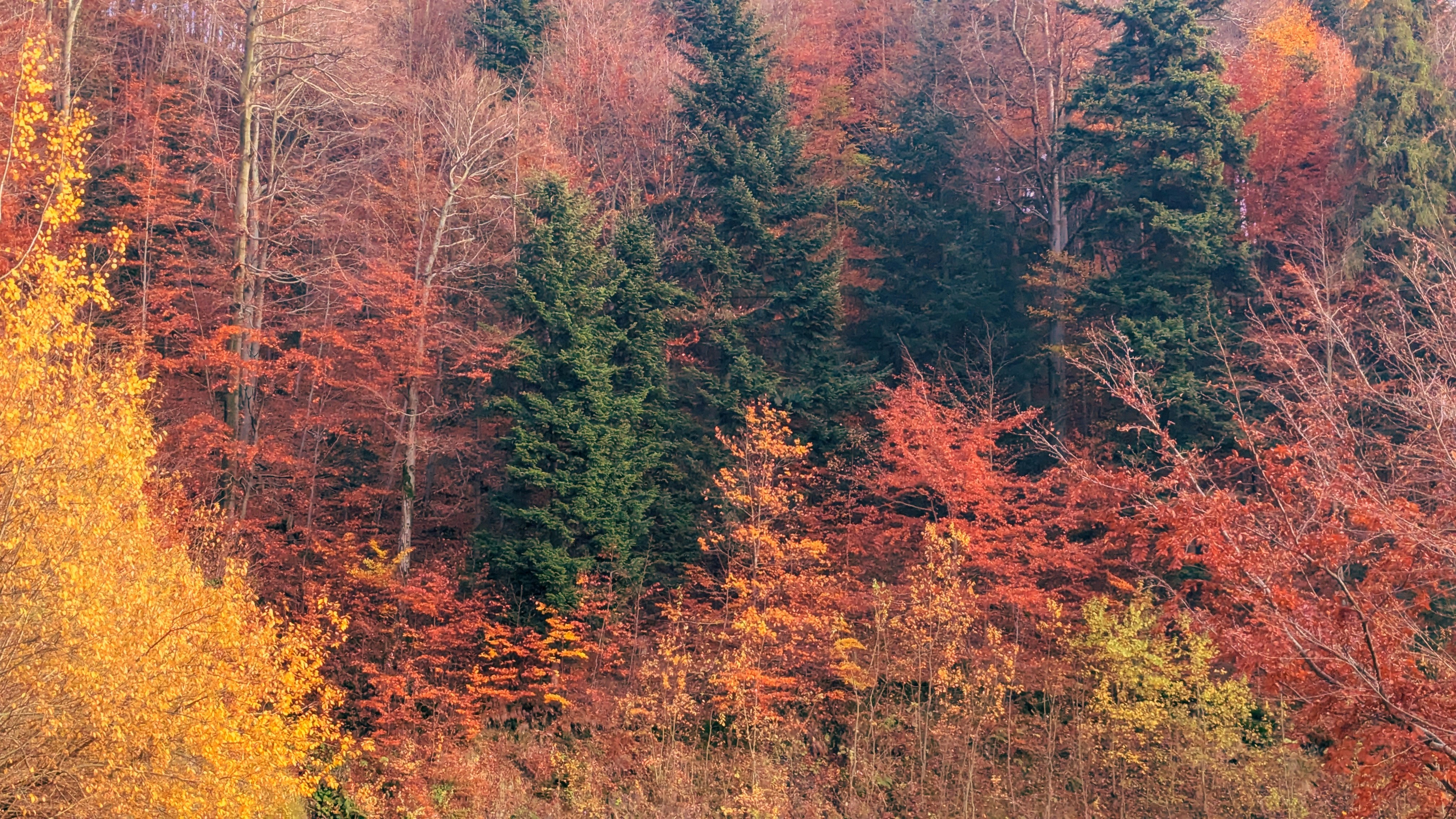 Autumn forest with colorful trees and evergreens.