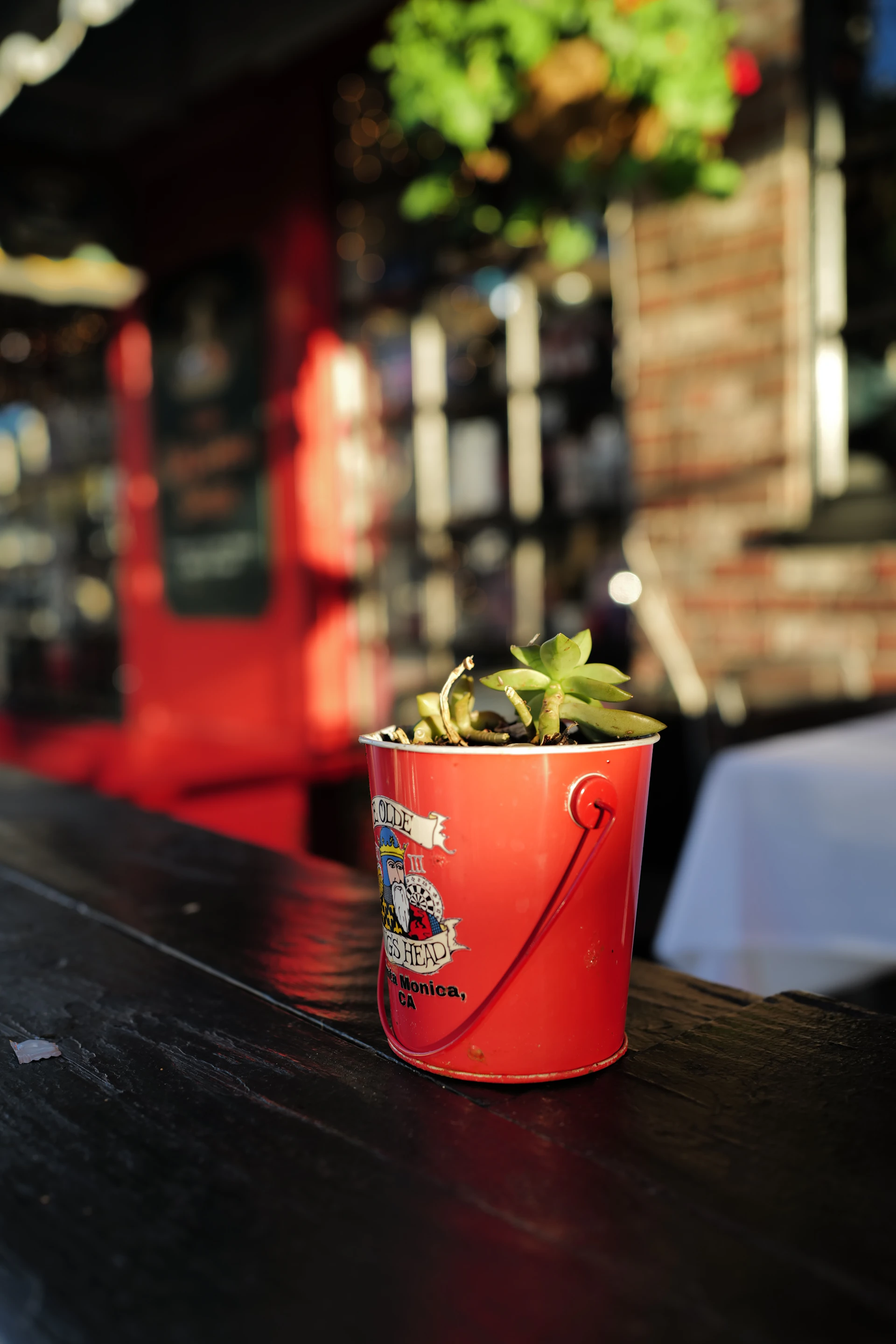Small succulent plant in a red bucket.