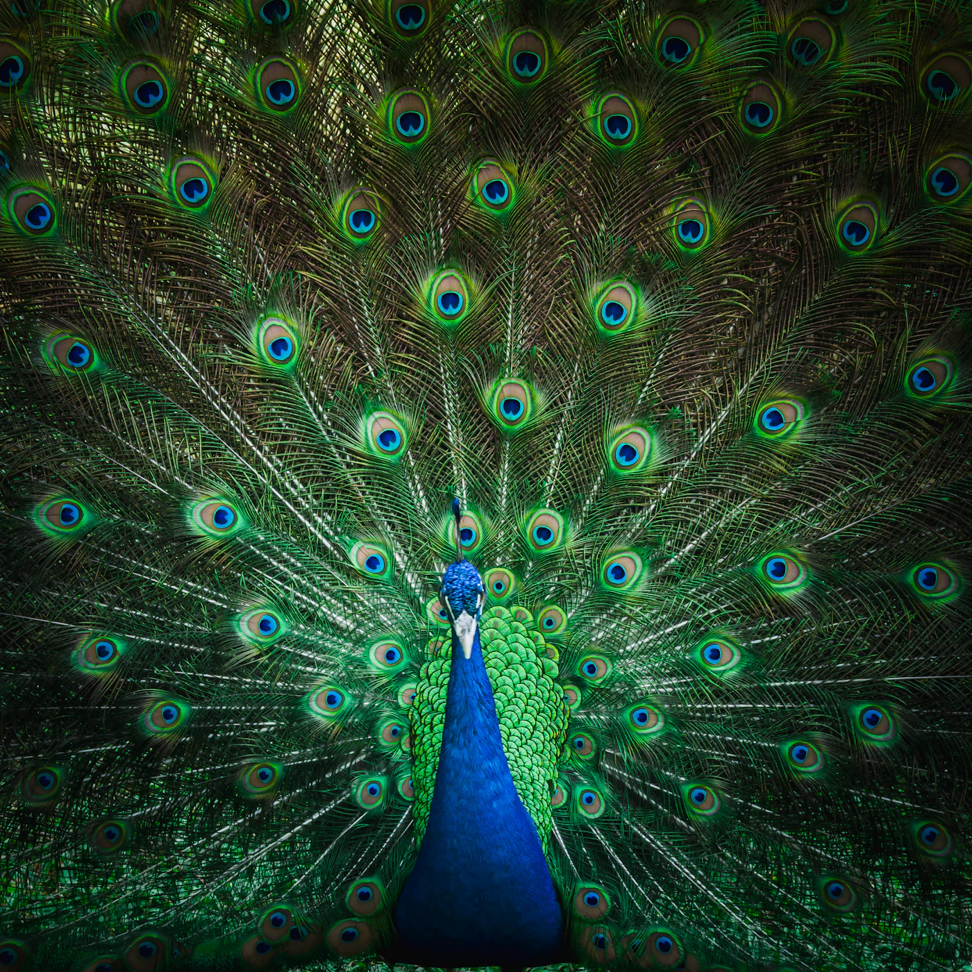 Peacock displaying its tail feathers