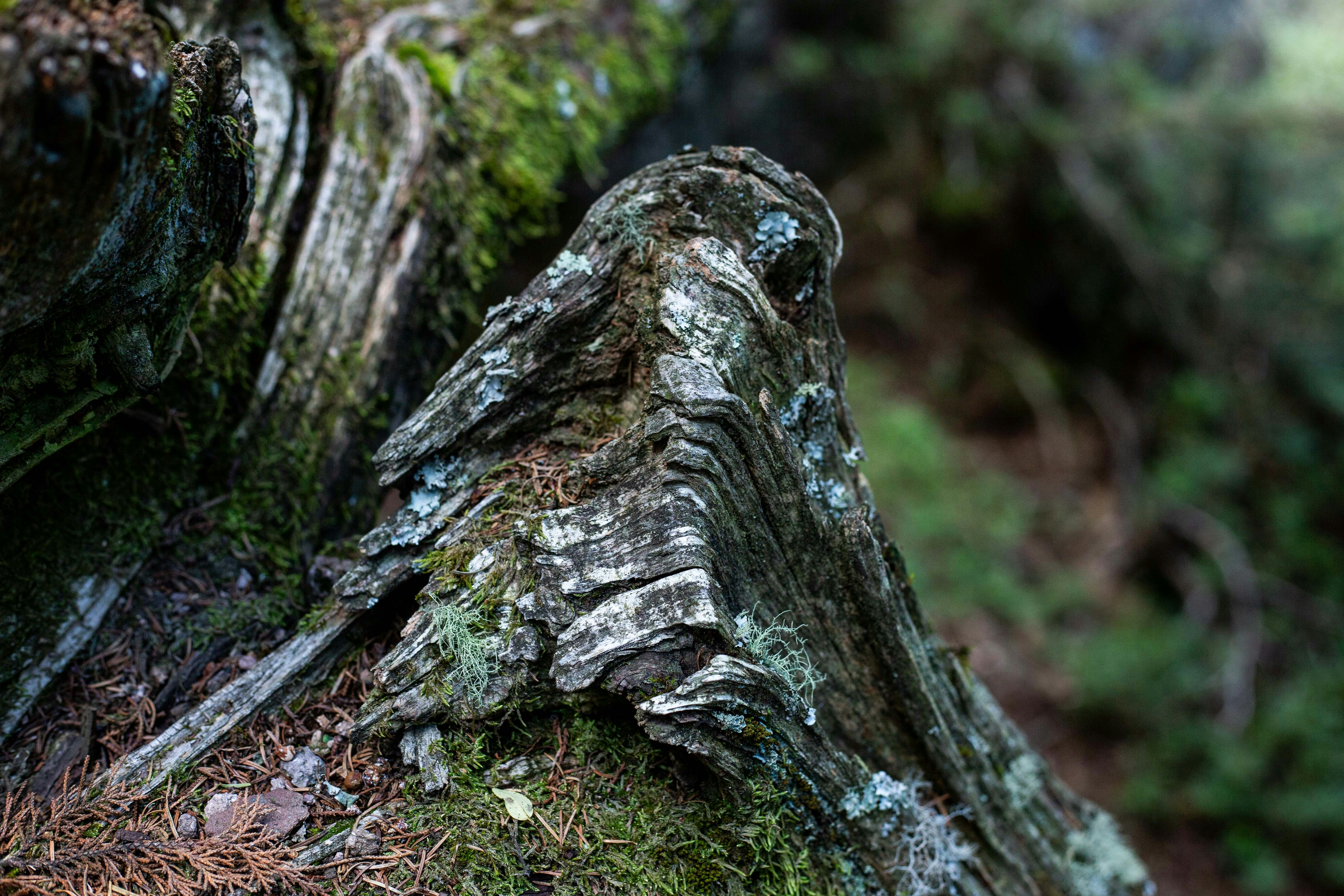 Mossy tree stump in a forest