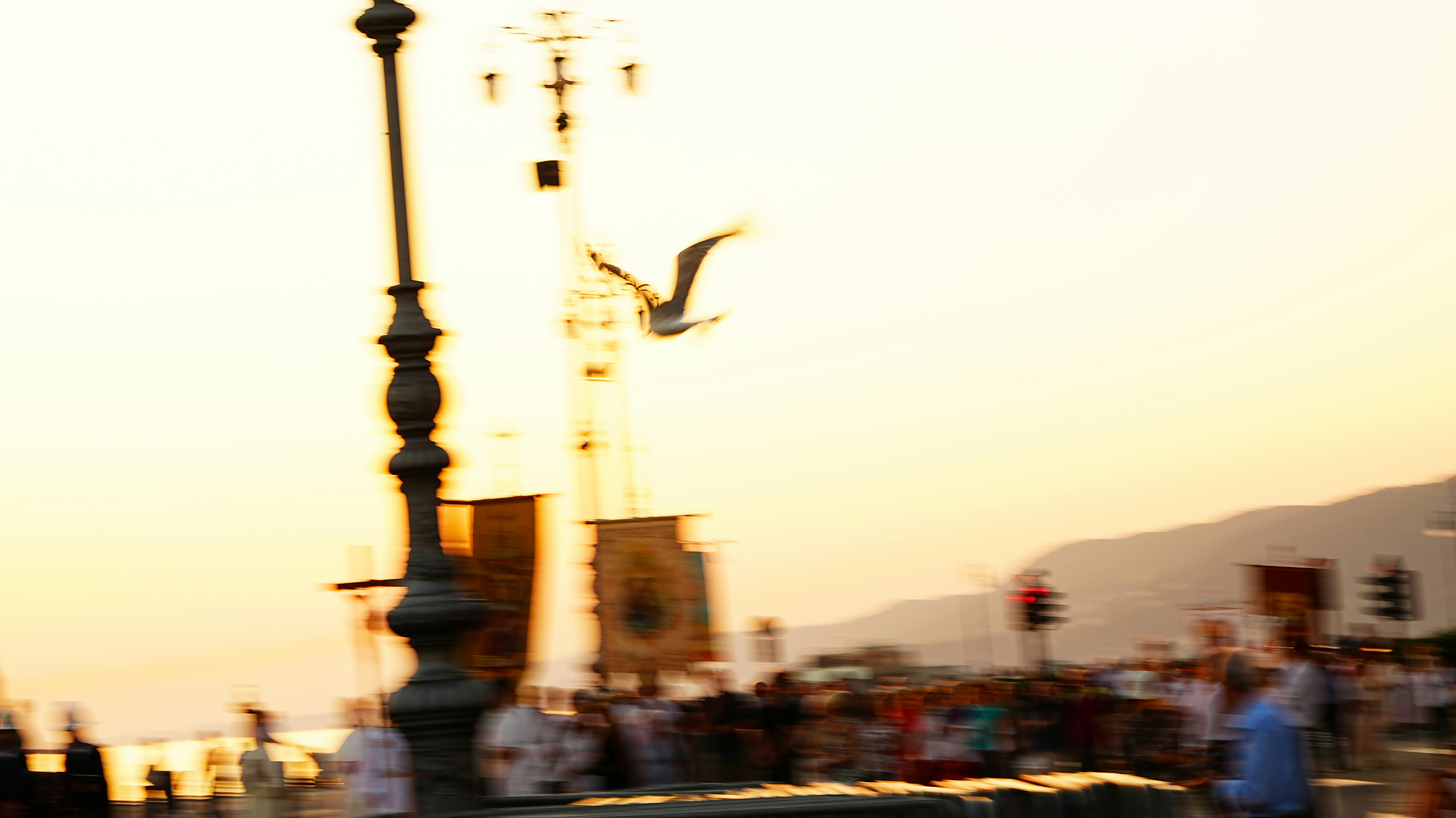 Seagull flying over a busy street at sunset