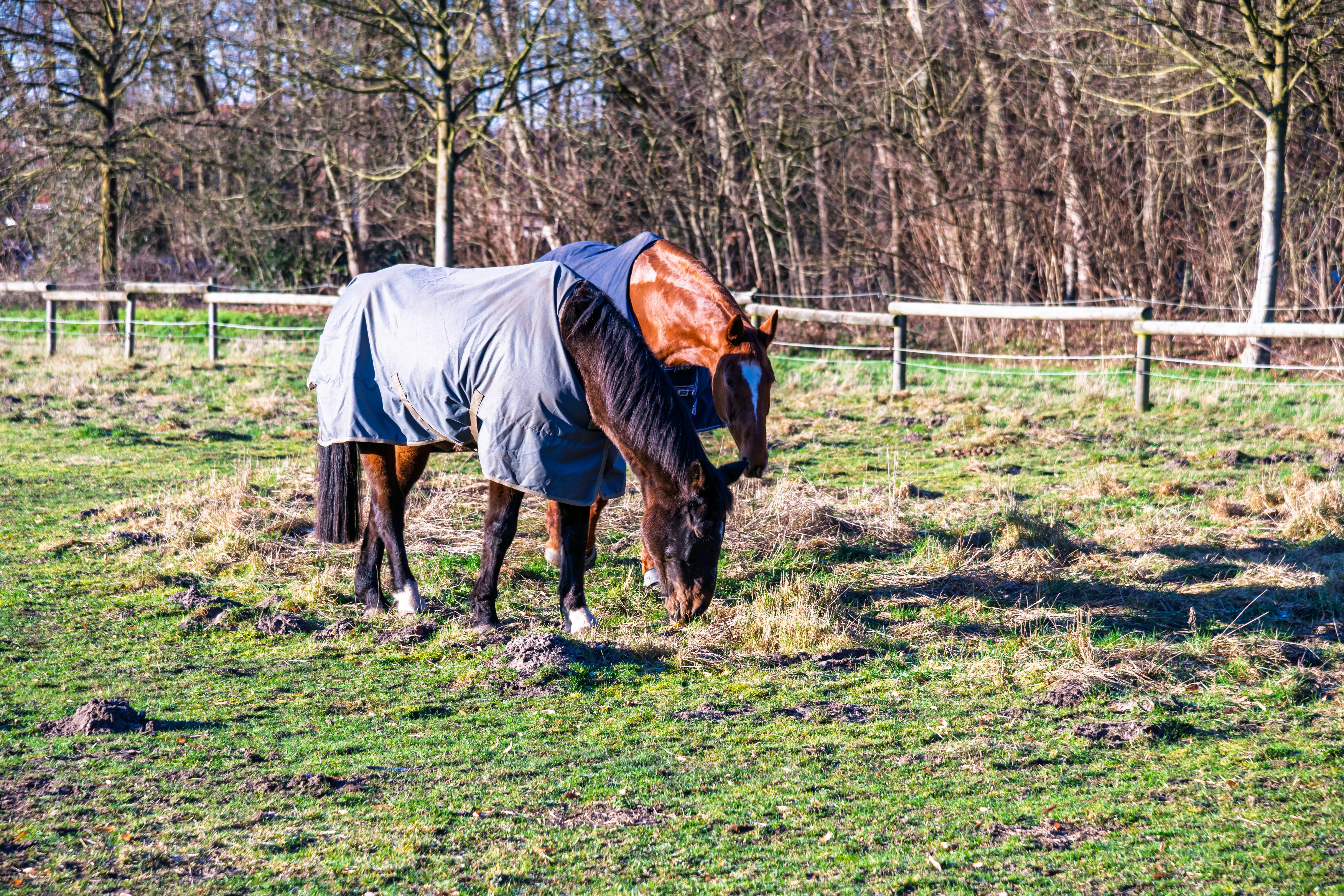 Brown horse wearing a blue blanket in a field