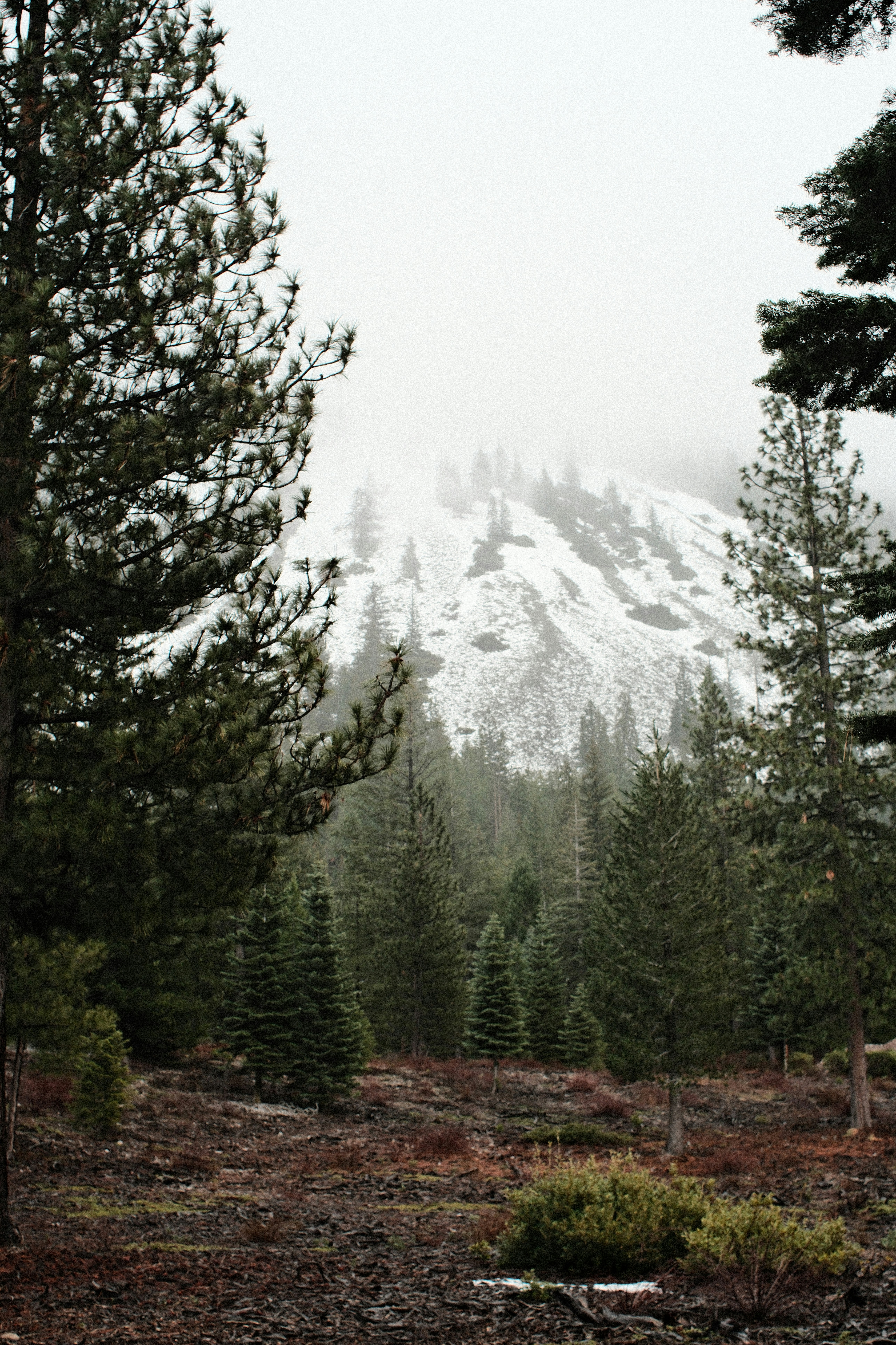 Snowy mountain peak behind evergreen trees in fog