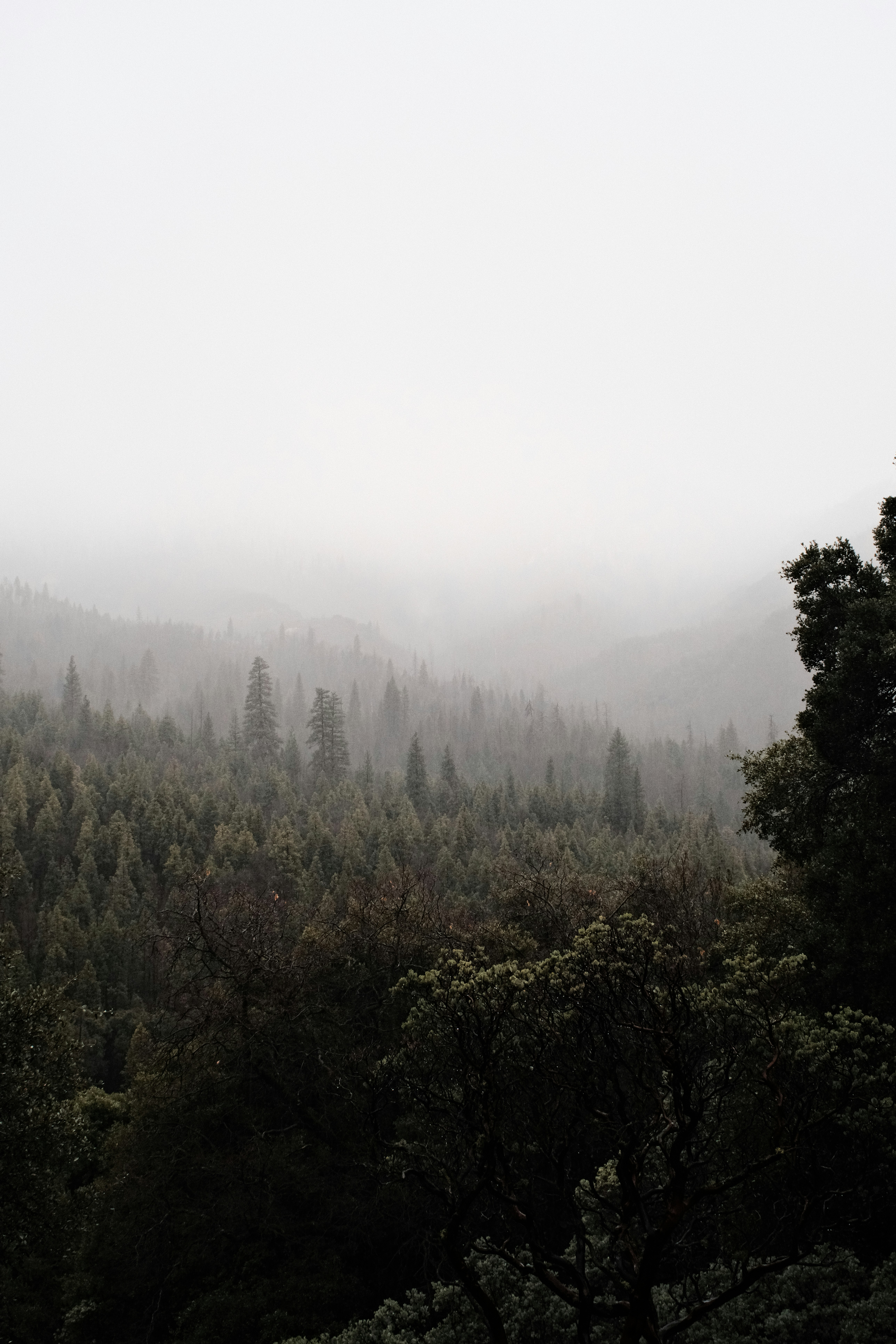 Misty evergreen forest on a cloudy day