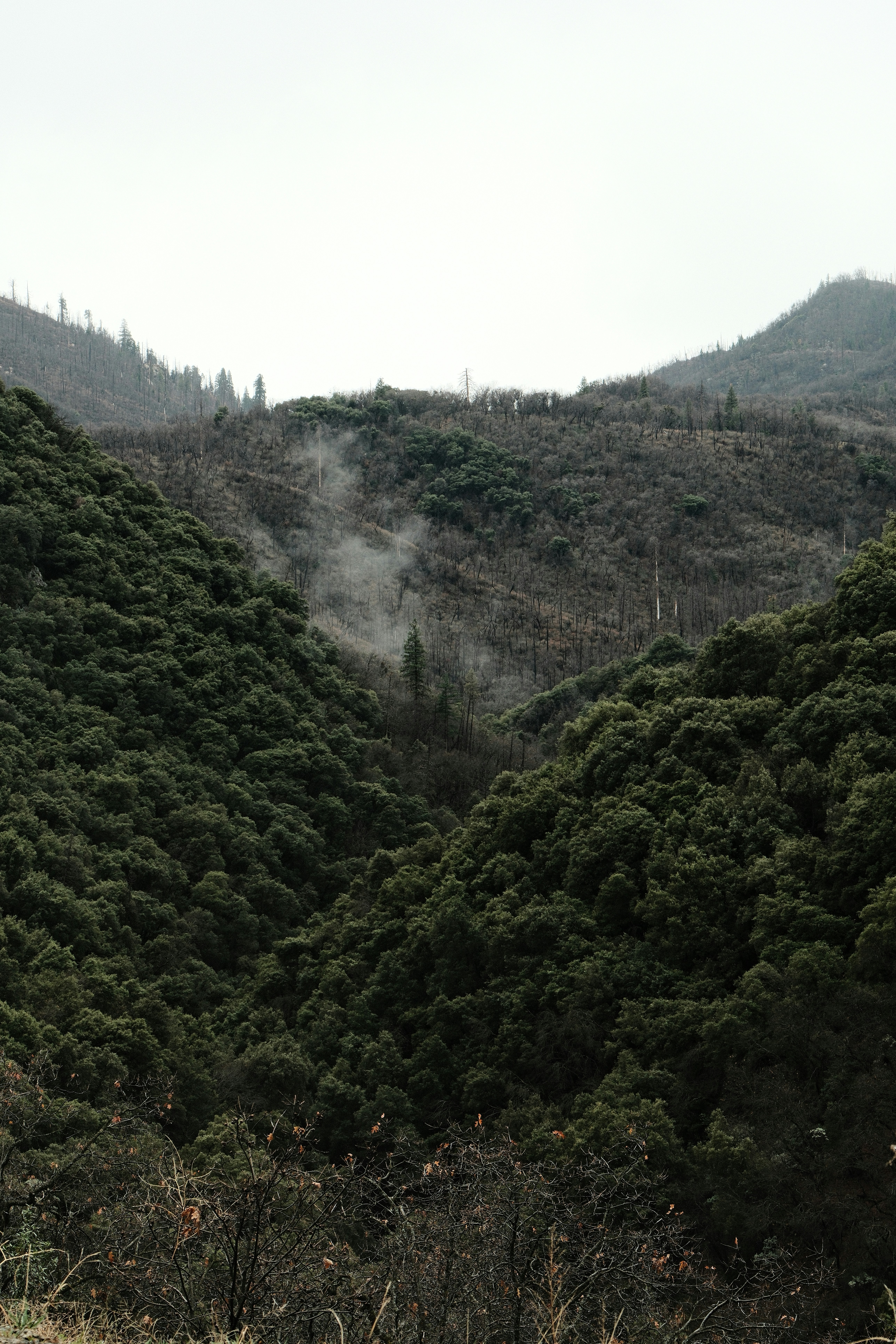 Misty valley between forested hills with bare trees.