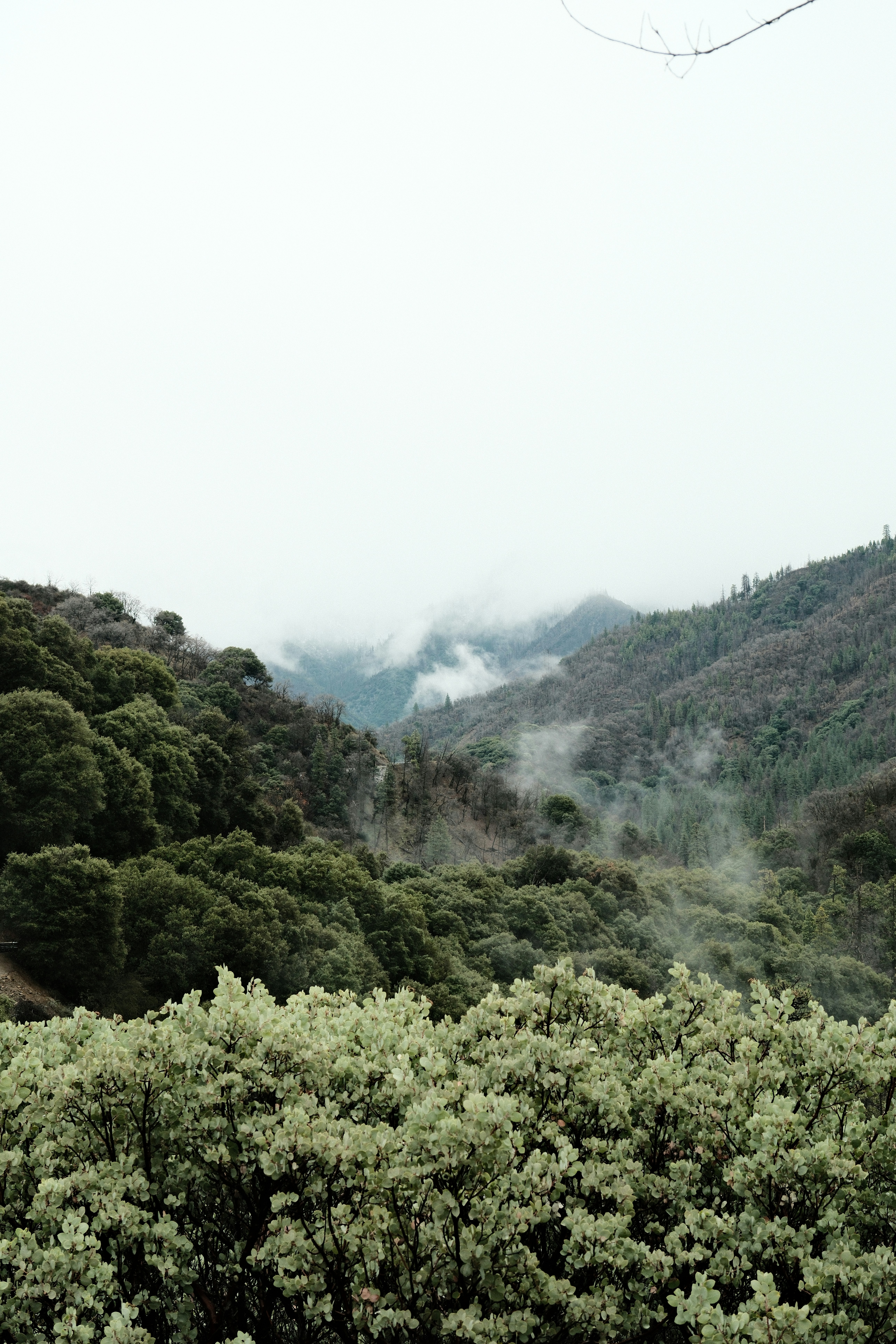 Misty mountains covered in lush green forest