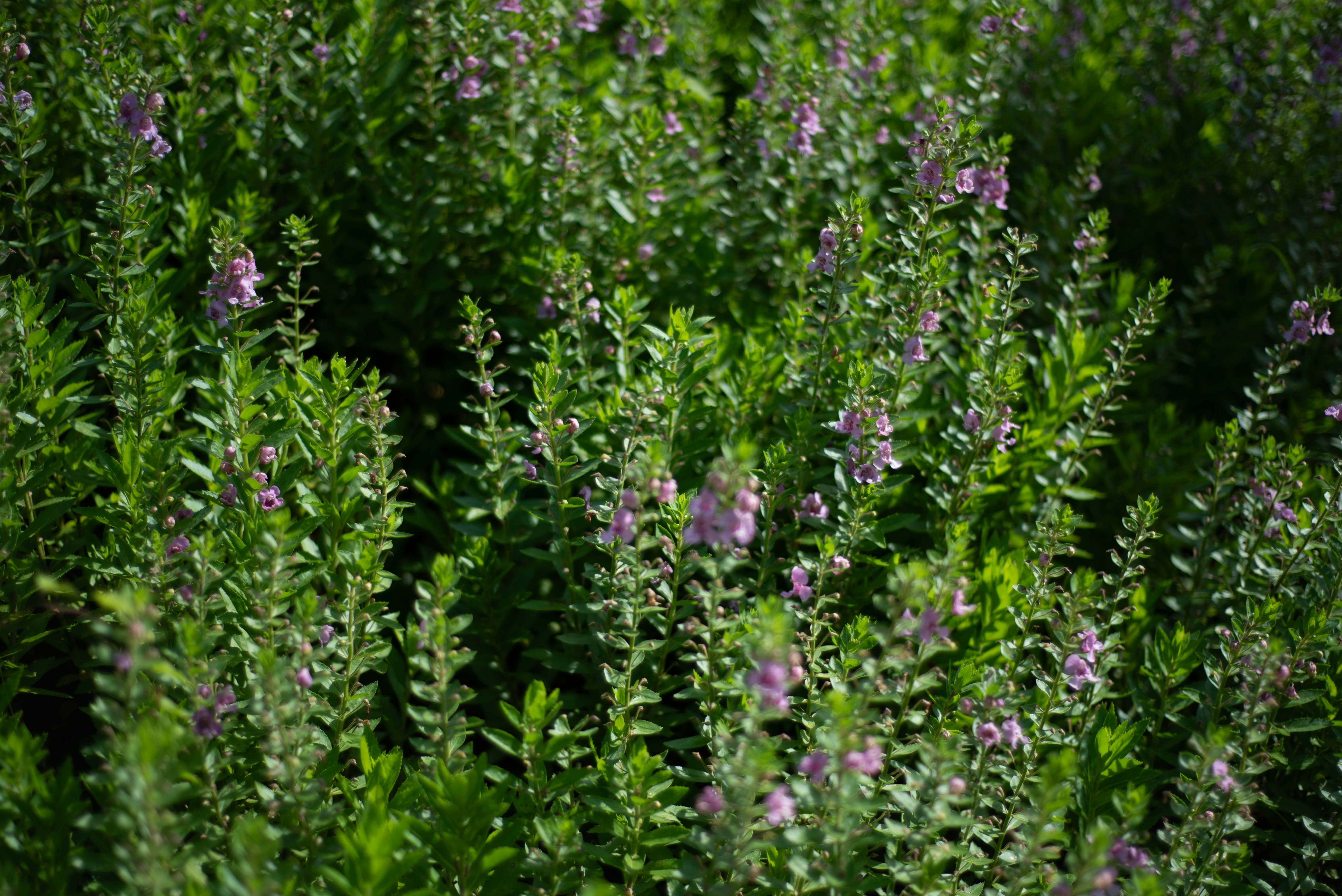 Photo by littlegabriel