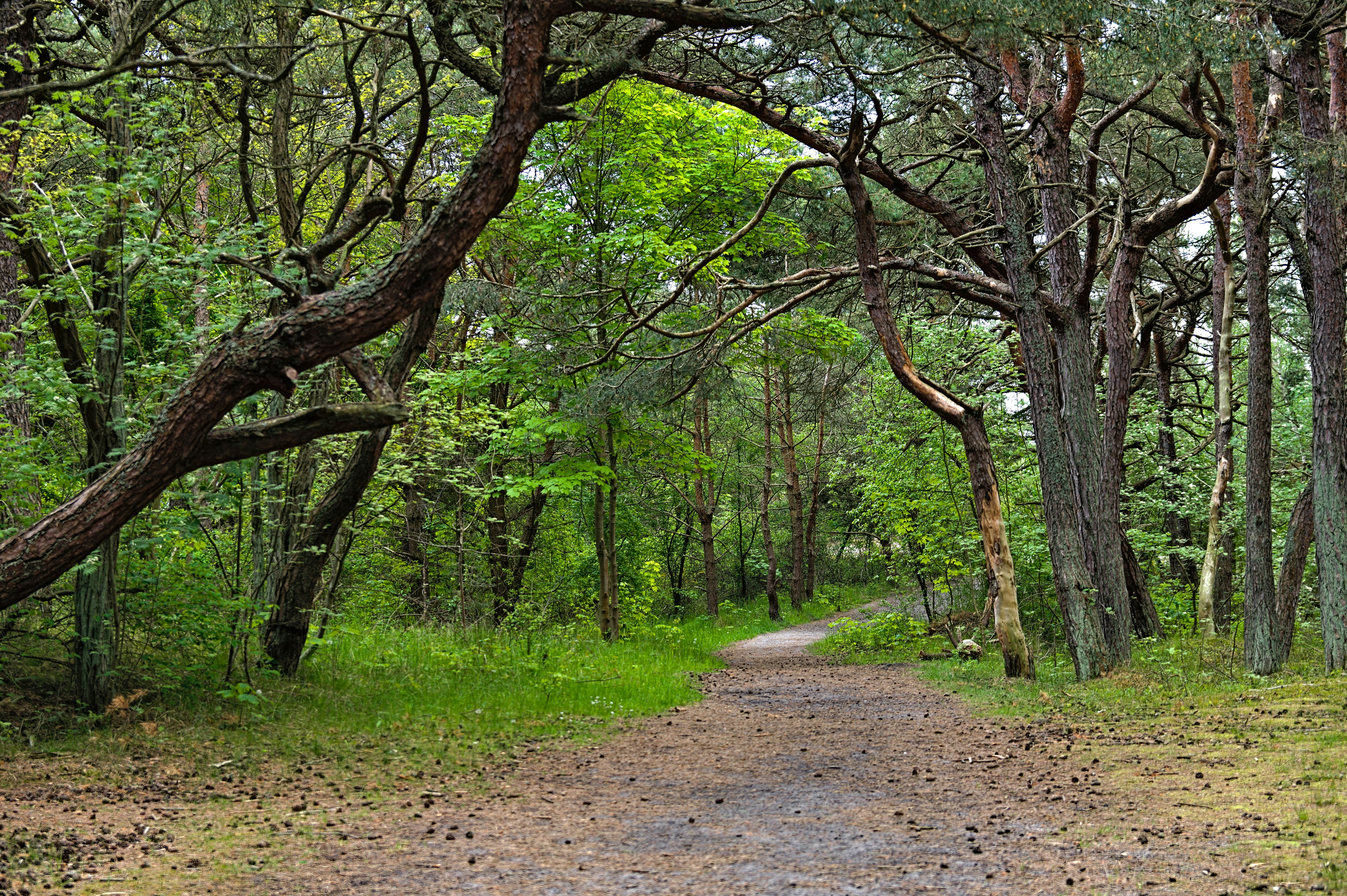 forest wallpaper peaceful, wallpaper, Quiet Campsites: Escape the Crowds & Find Peace 4