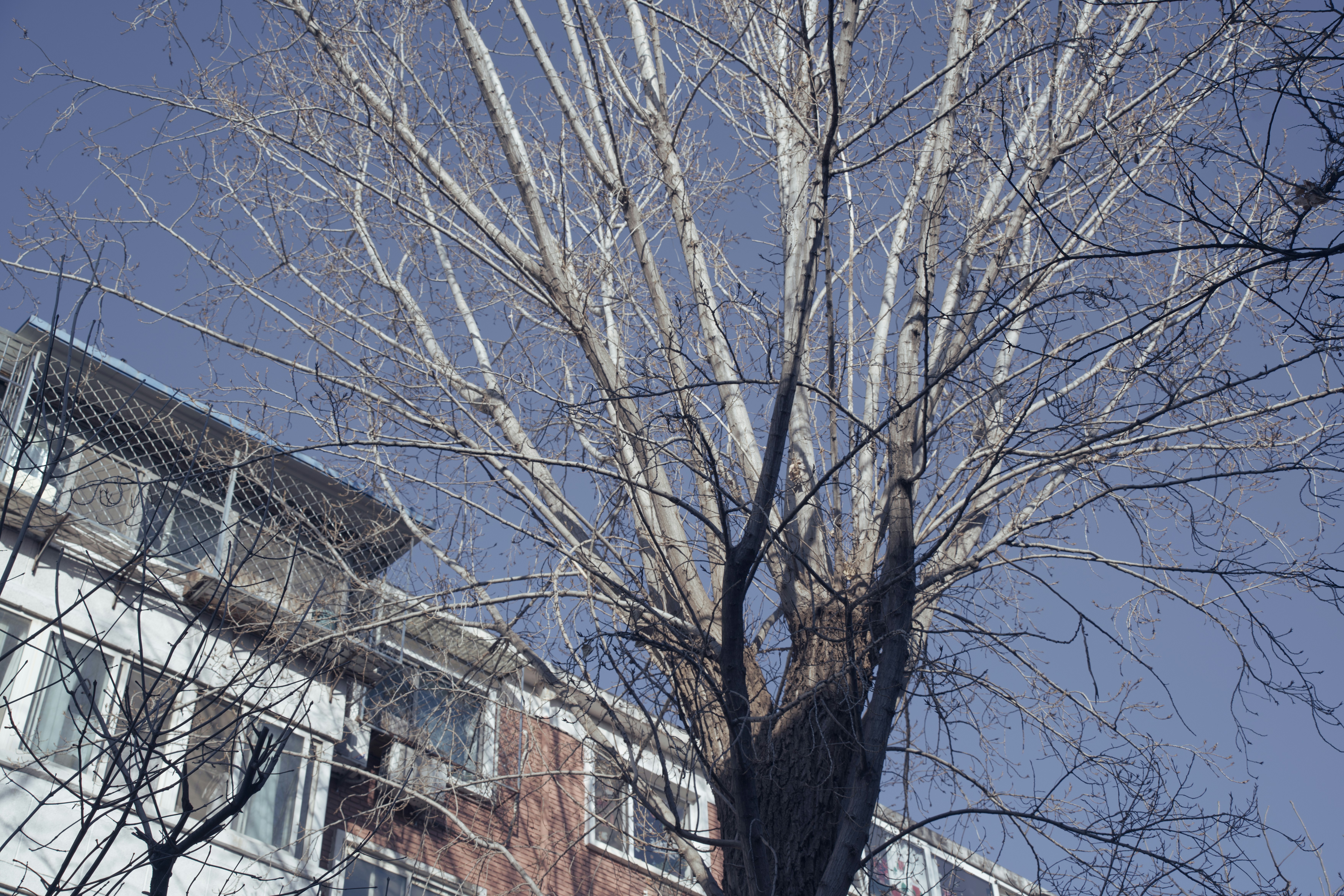 澄んだ青空を背景に裸の木の枝が広がっている。