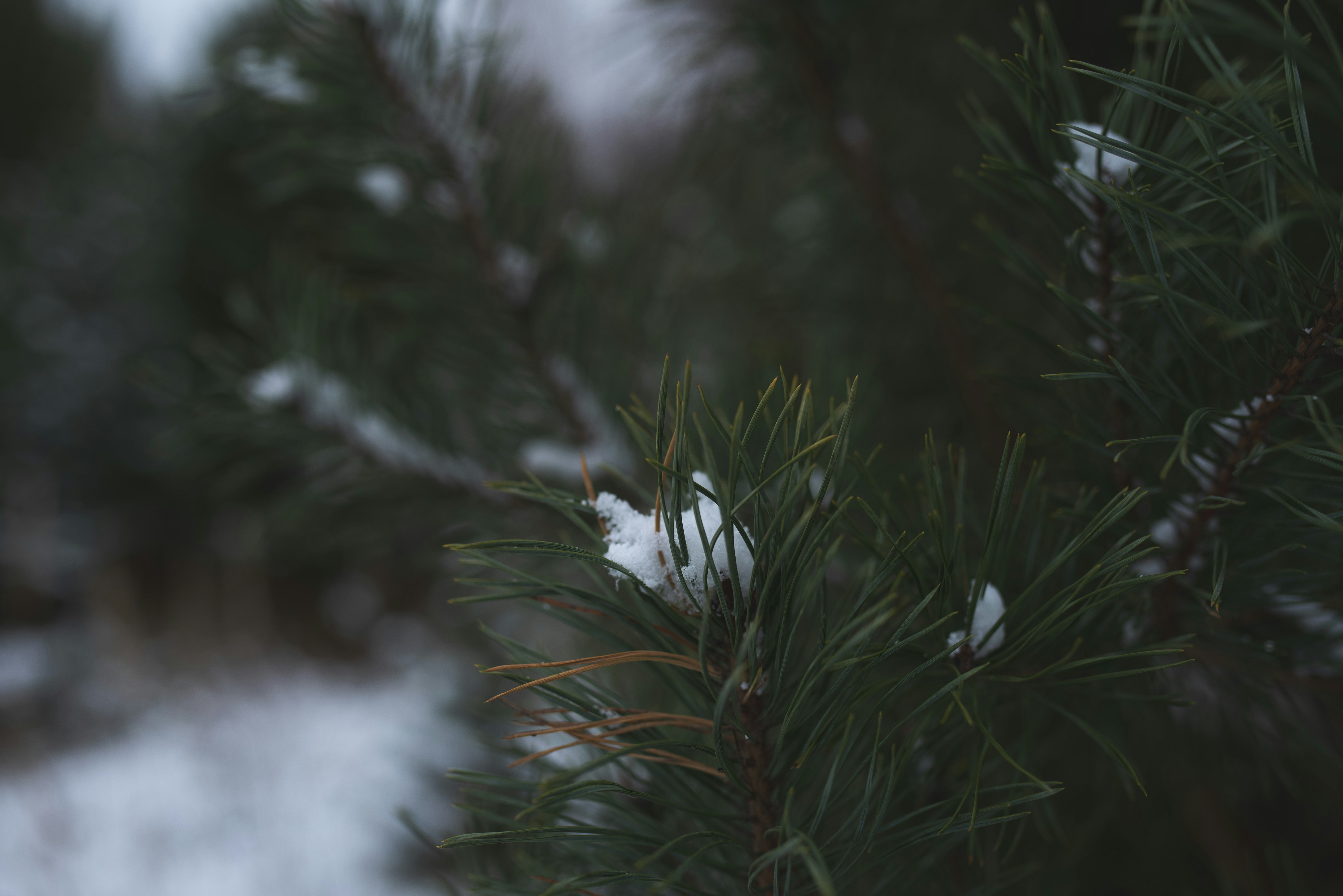 Photo by witchyrefuge