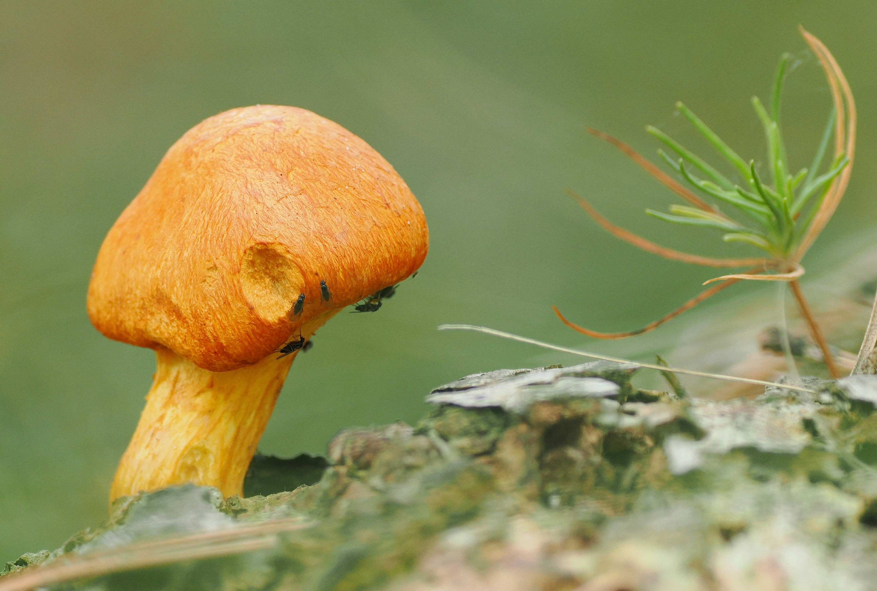 Orange mushroom with small insects on its stem.