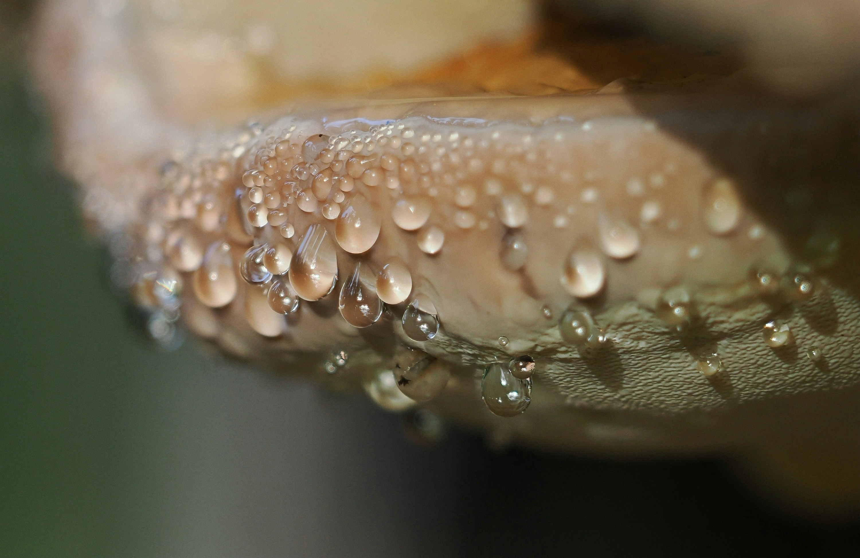 Close-up of water droplets on a mushroom cap.